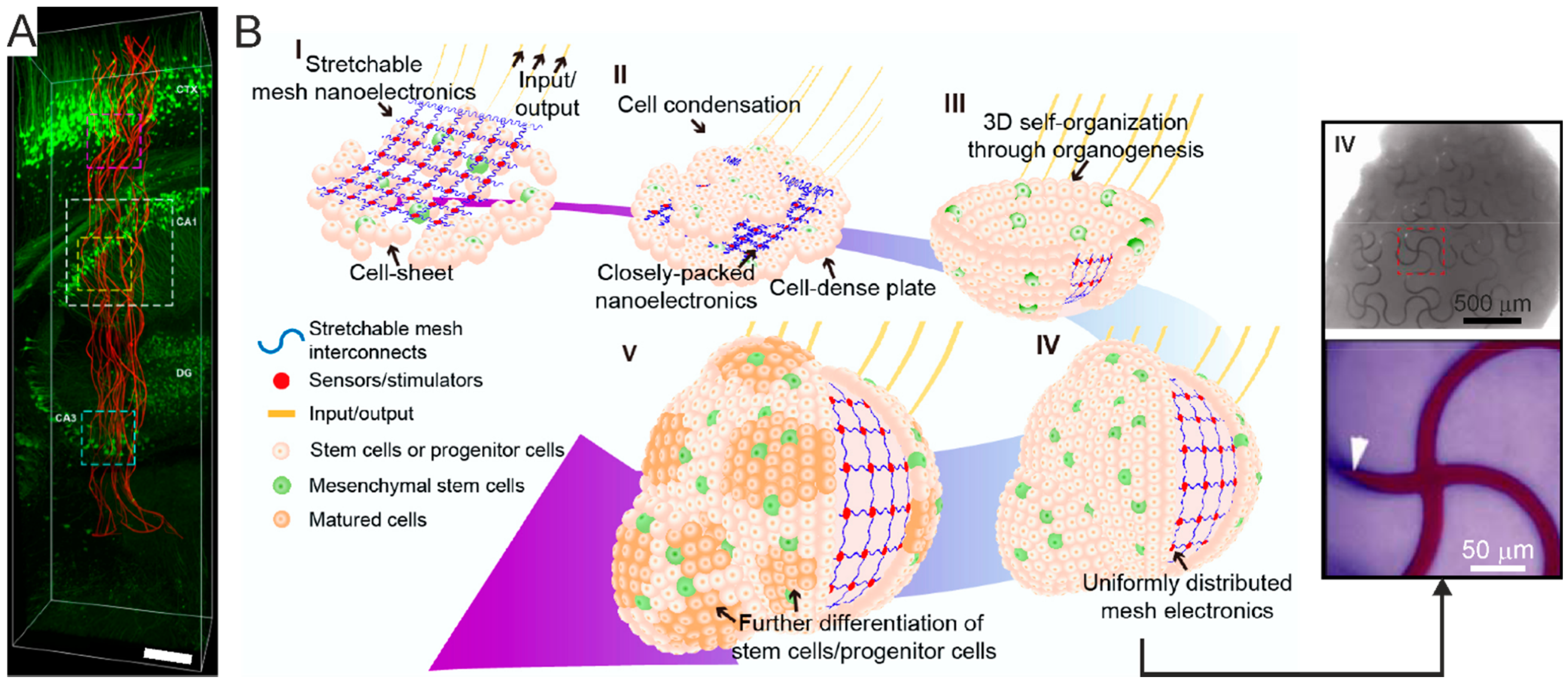 Micromachines 12 00124 g014