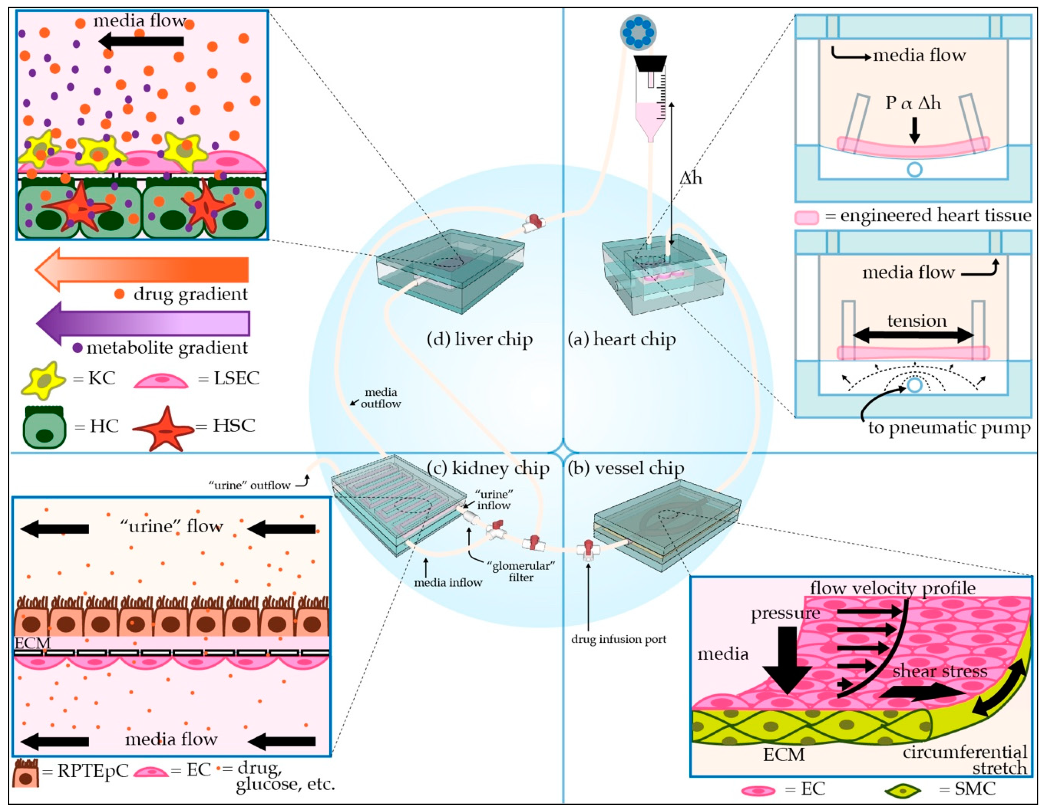 Micromachines 12 00139 g001 Micromachines 12 00139 g001