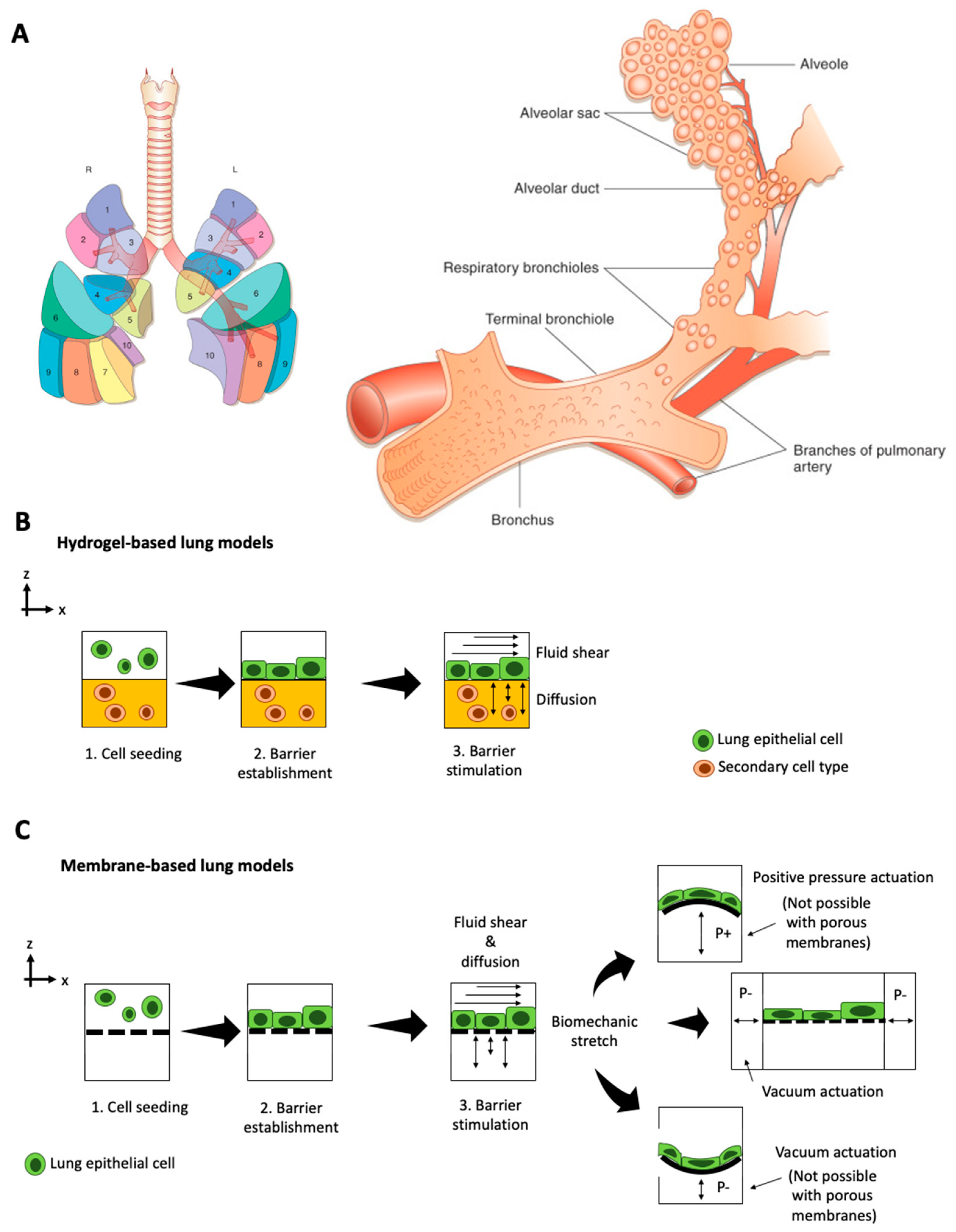 Micromachines 12 00470 g001