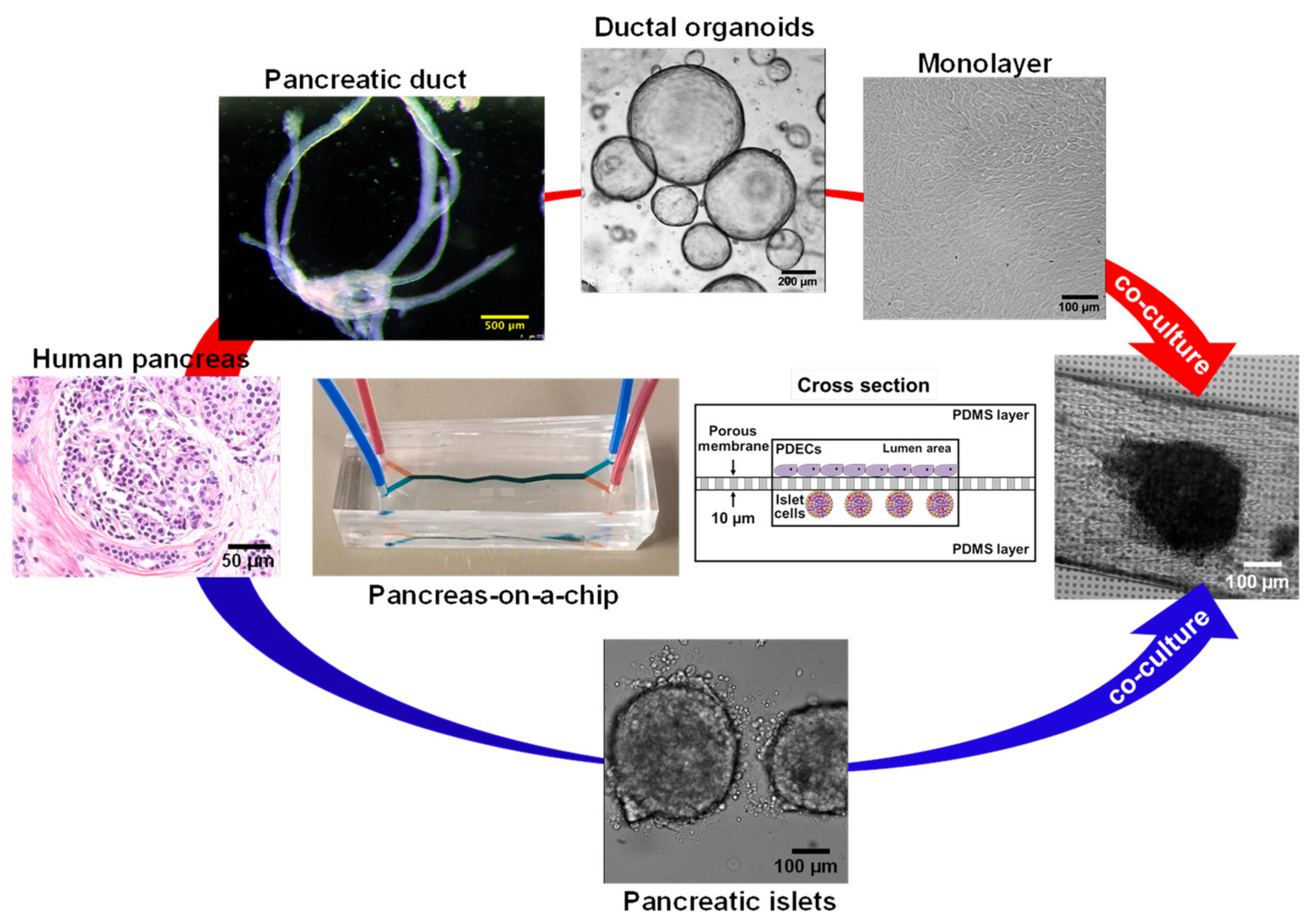 Micromachines 12 00747 g005 Micromachines 12 00747 g005