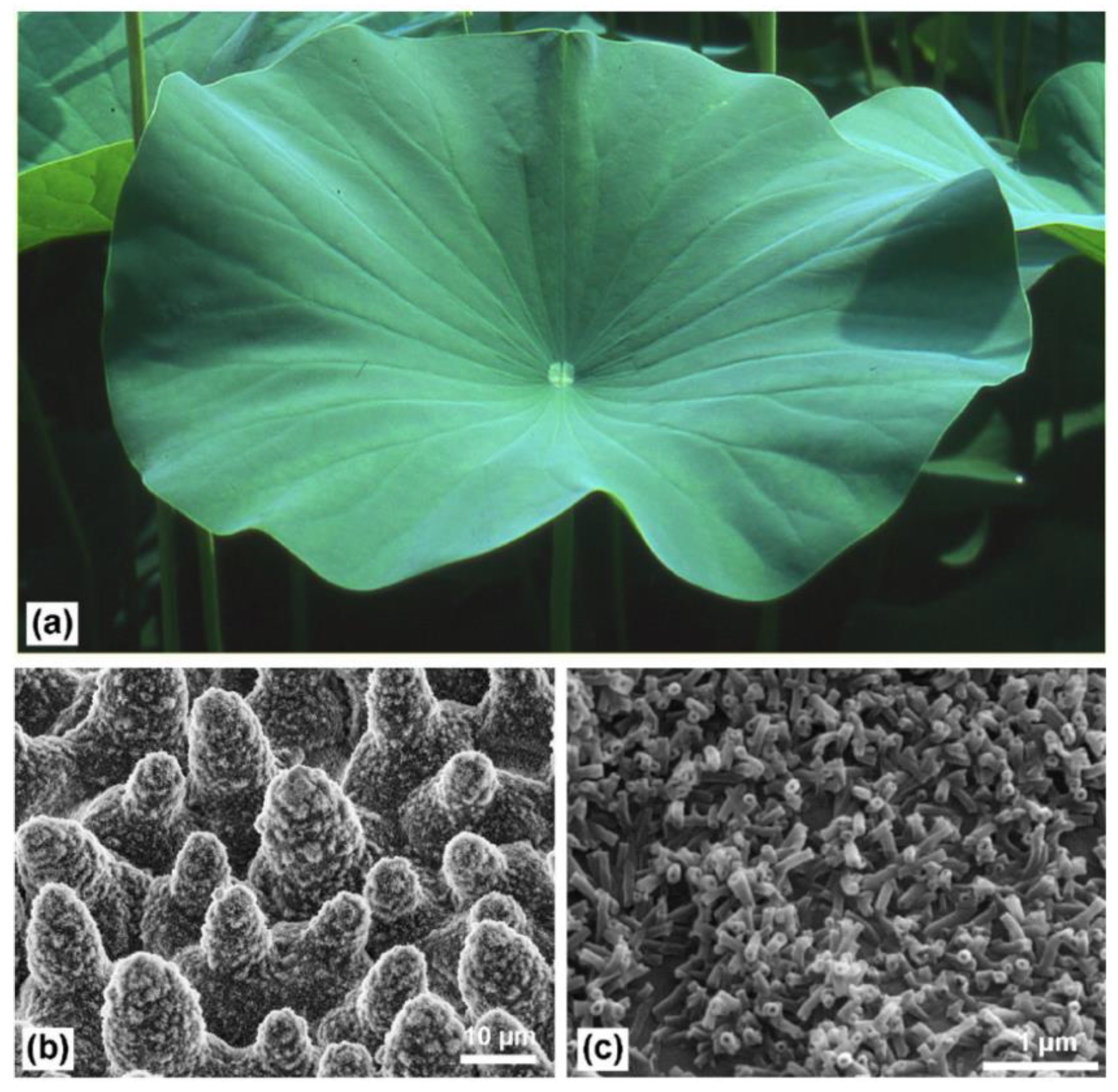 Micromachines 12 01003 g001
