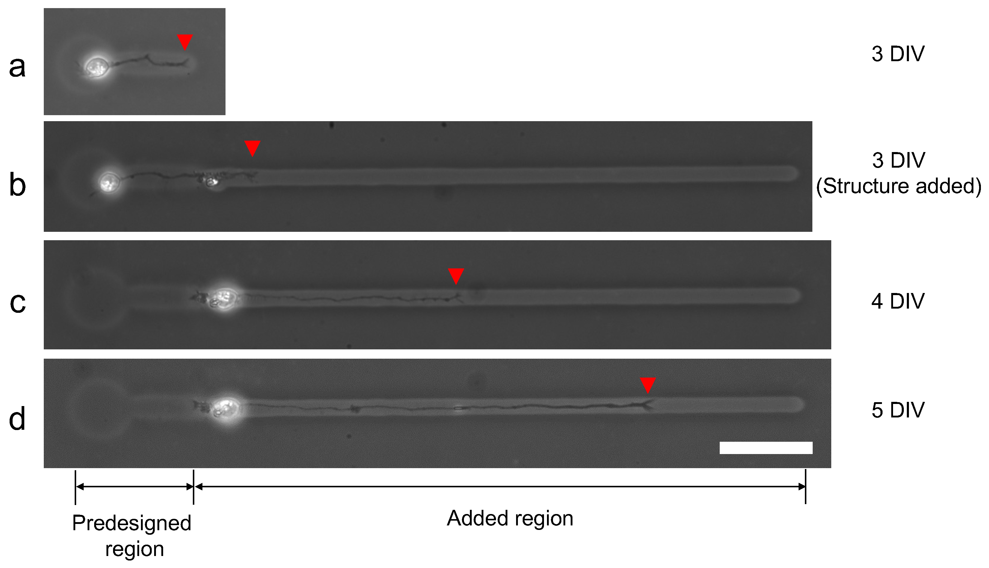 Micromachines 13 00174 g013