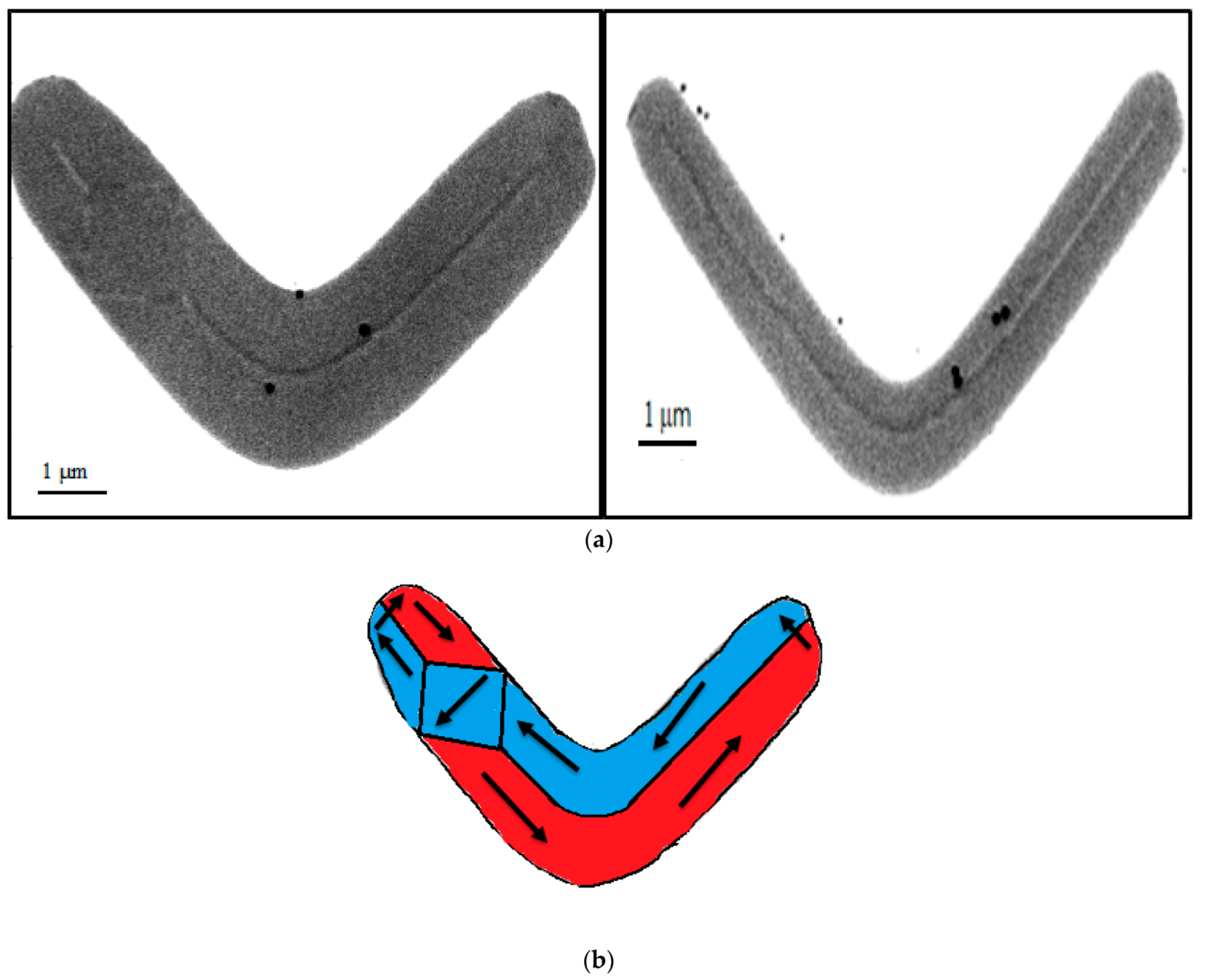 Micromachines 13 00204 g008