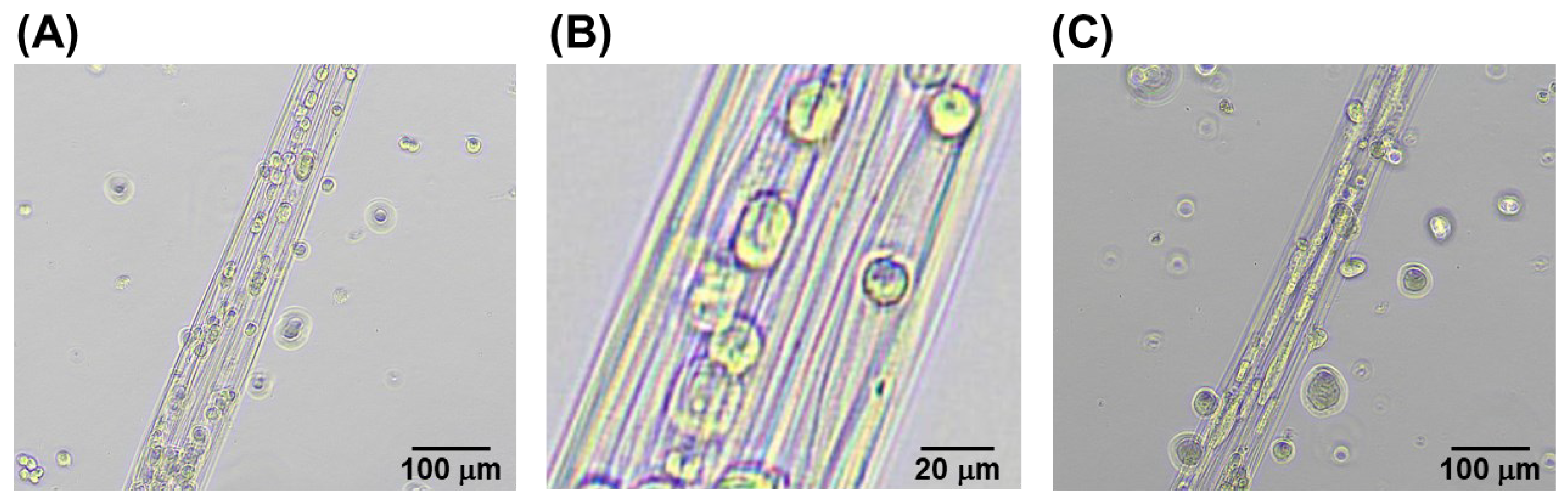 Micromachines 13 00420 g005