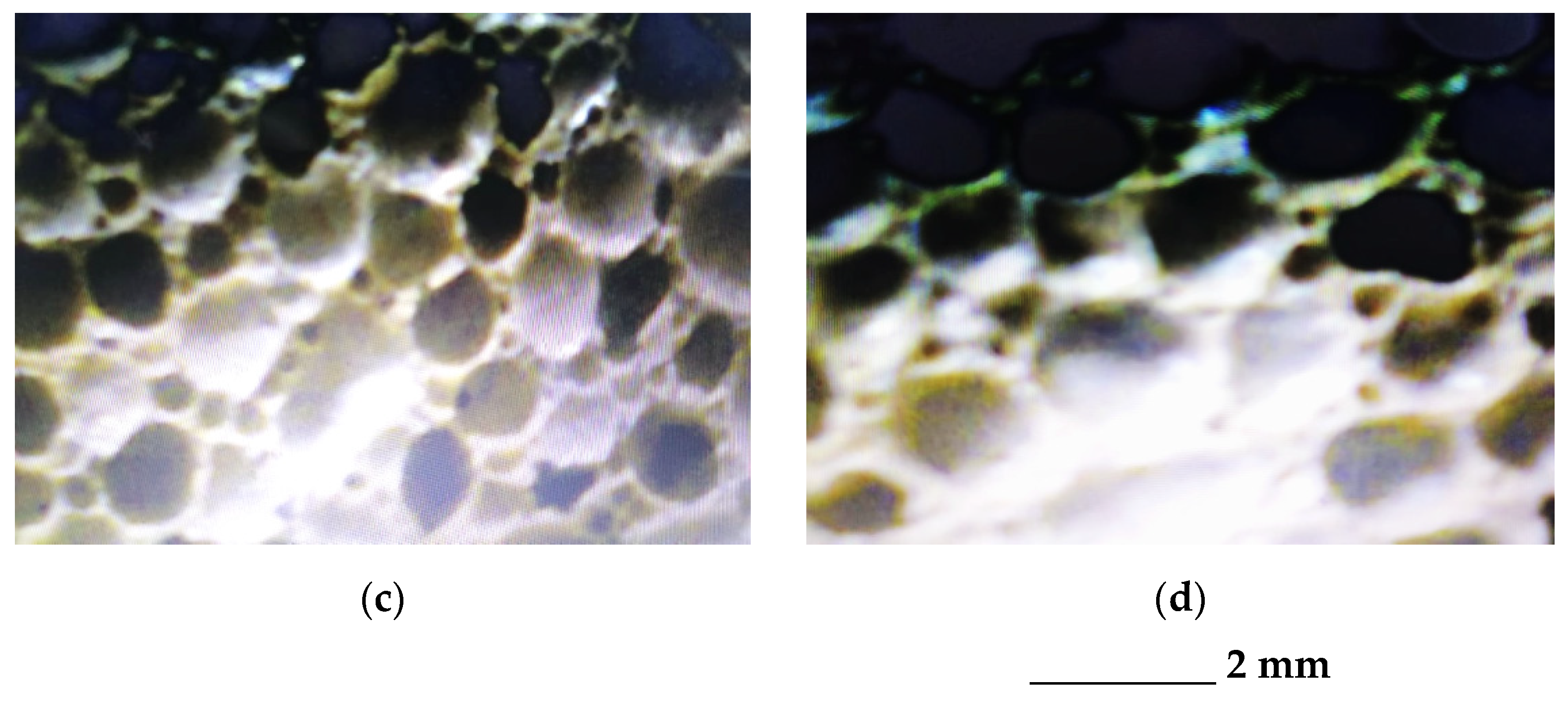 Micromachines 13 00550 g003b