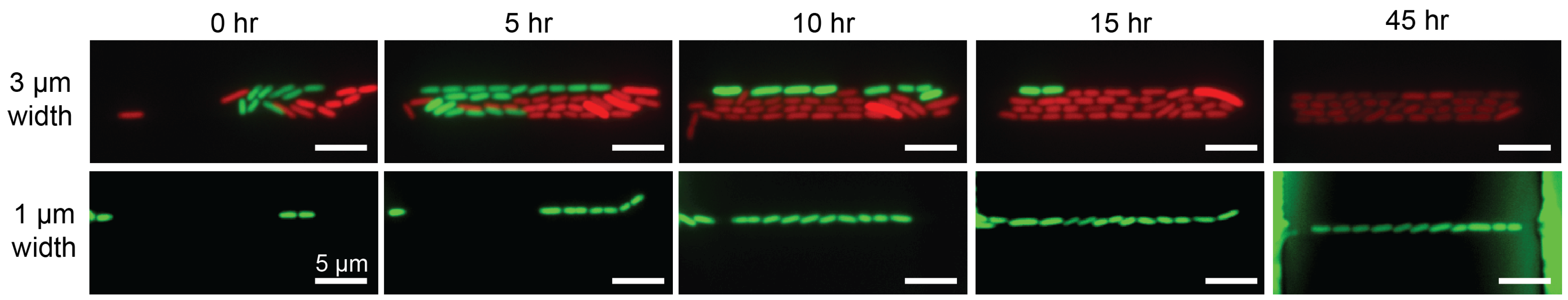 Micromachines 13 00576 g003
