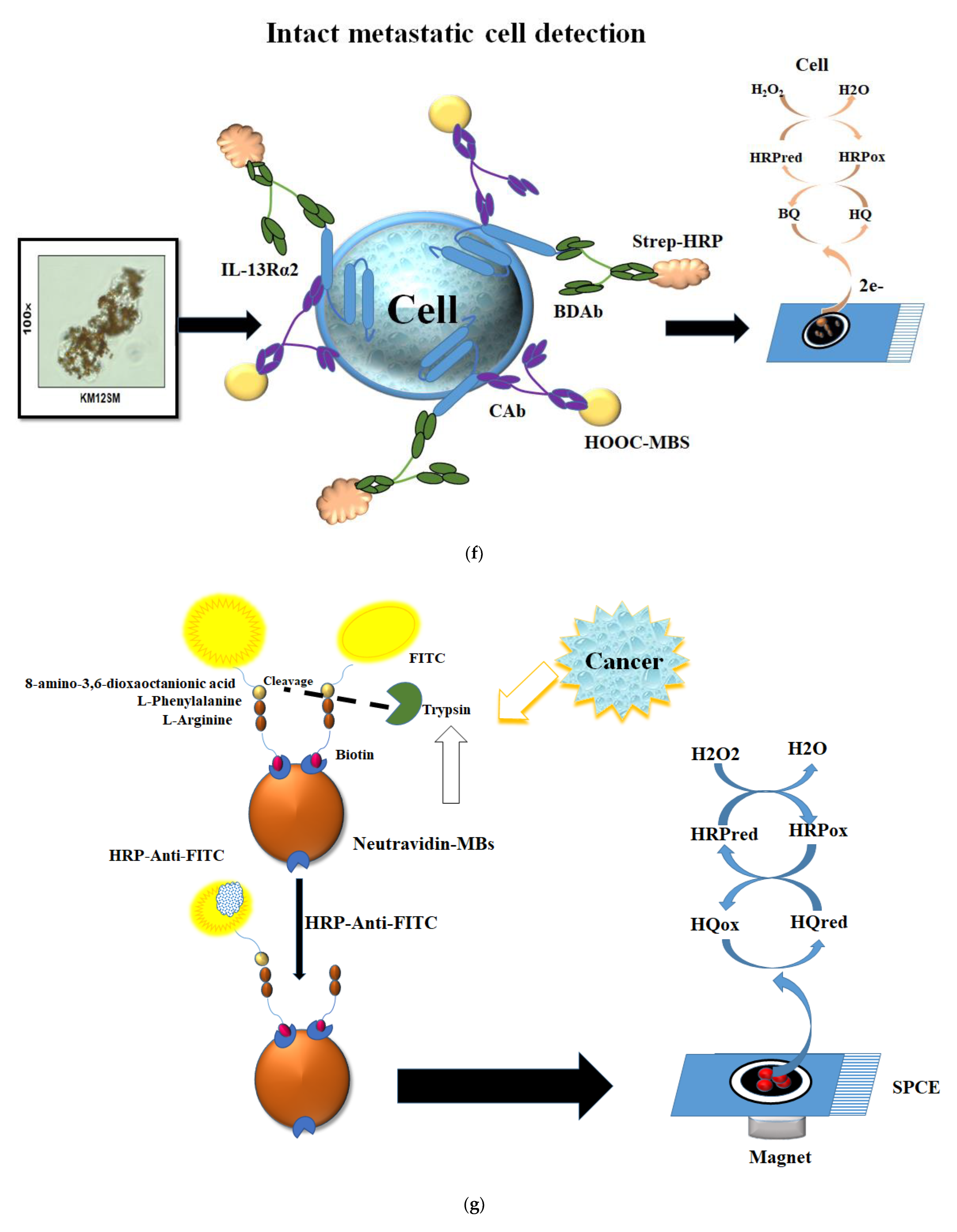 Micromachines 13 01401 g003d