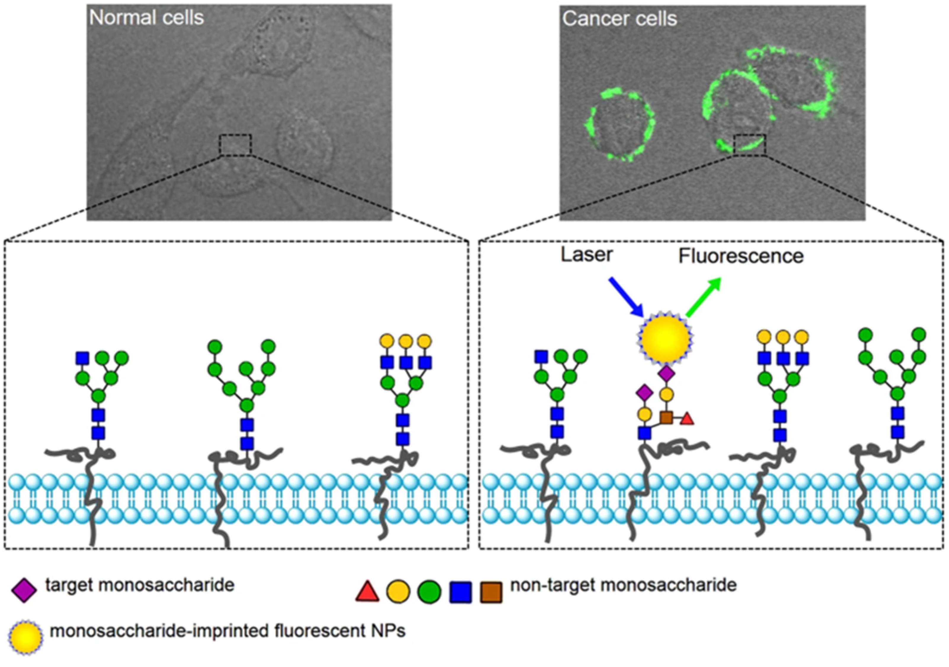 Micromachines 13 01464 g013