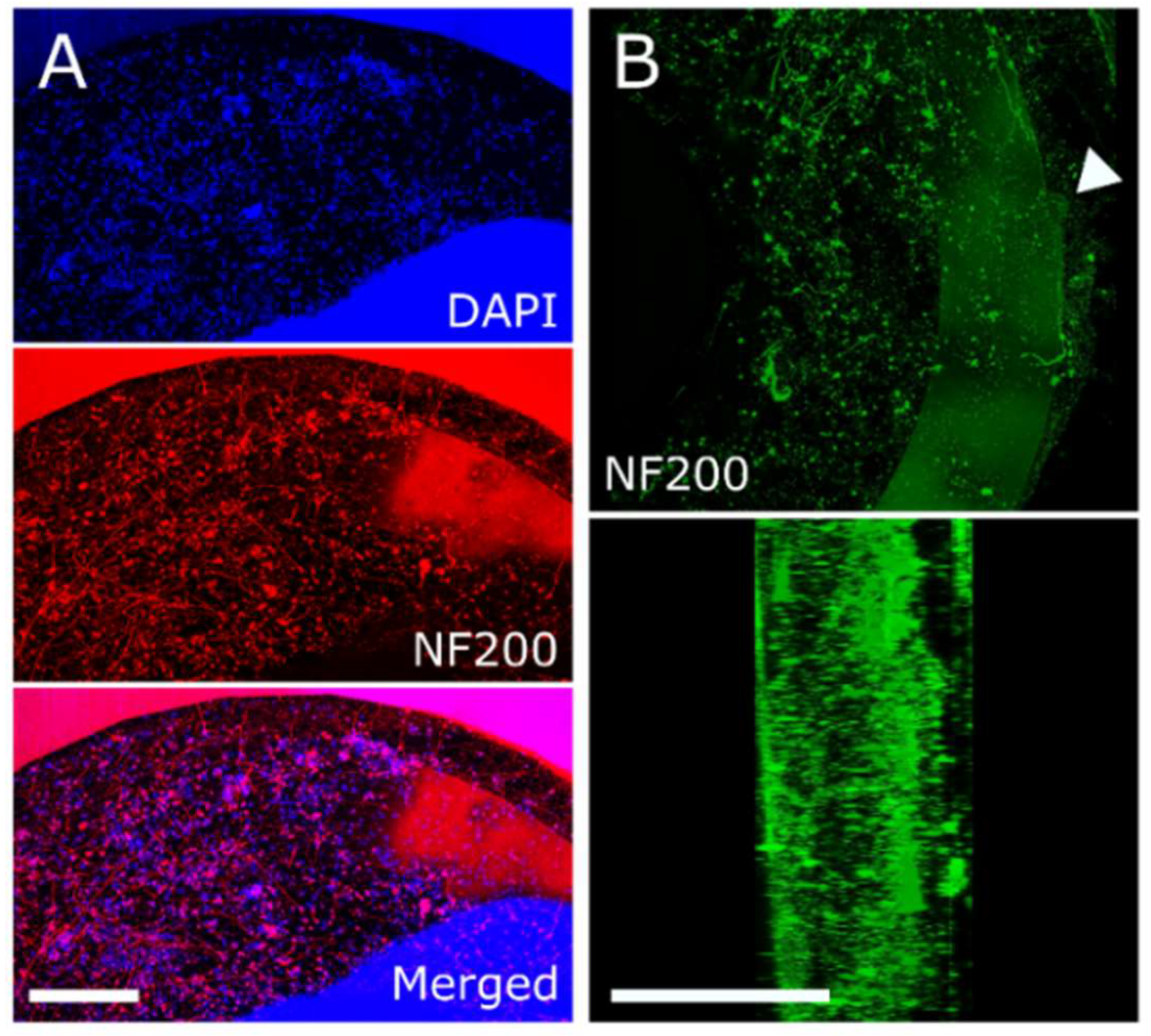 Micromachines 13 01692 g003