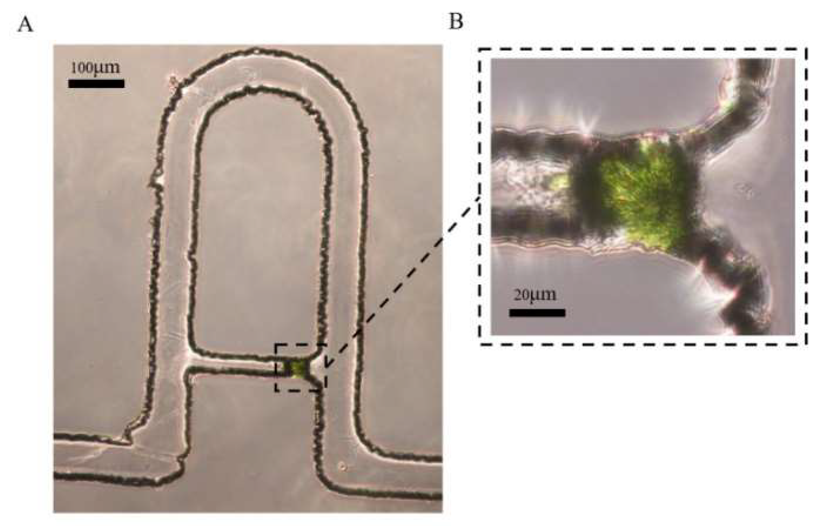 Micromachines 13 02109 g006