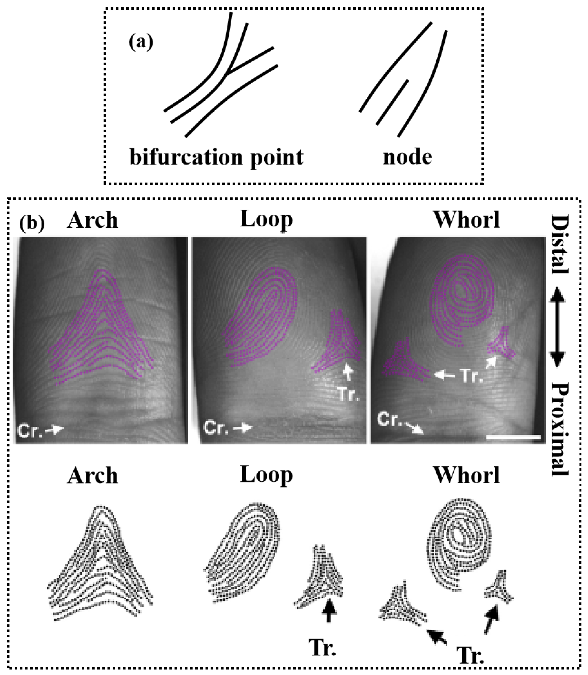 A Review of Fingerprint Sensors: Mechanism, Characteristics, and ...