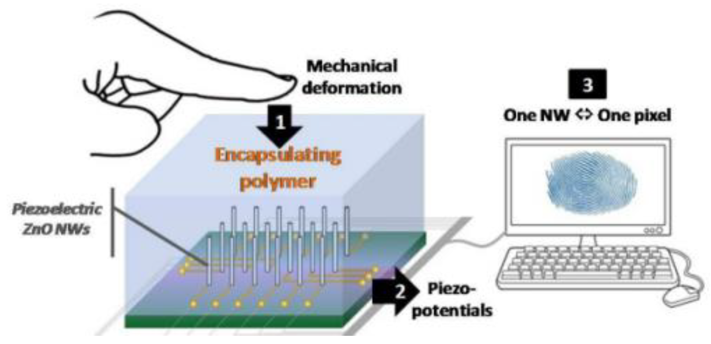 A Review of Fingerprint Sensors: Mechanism, Characteristics, and ...