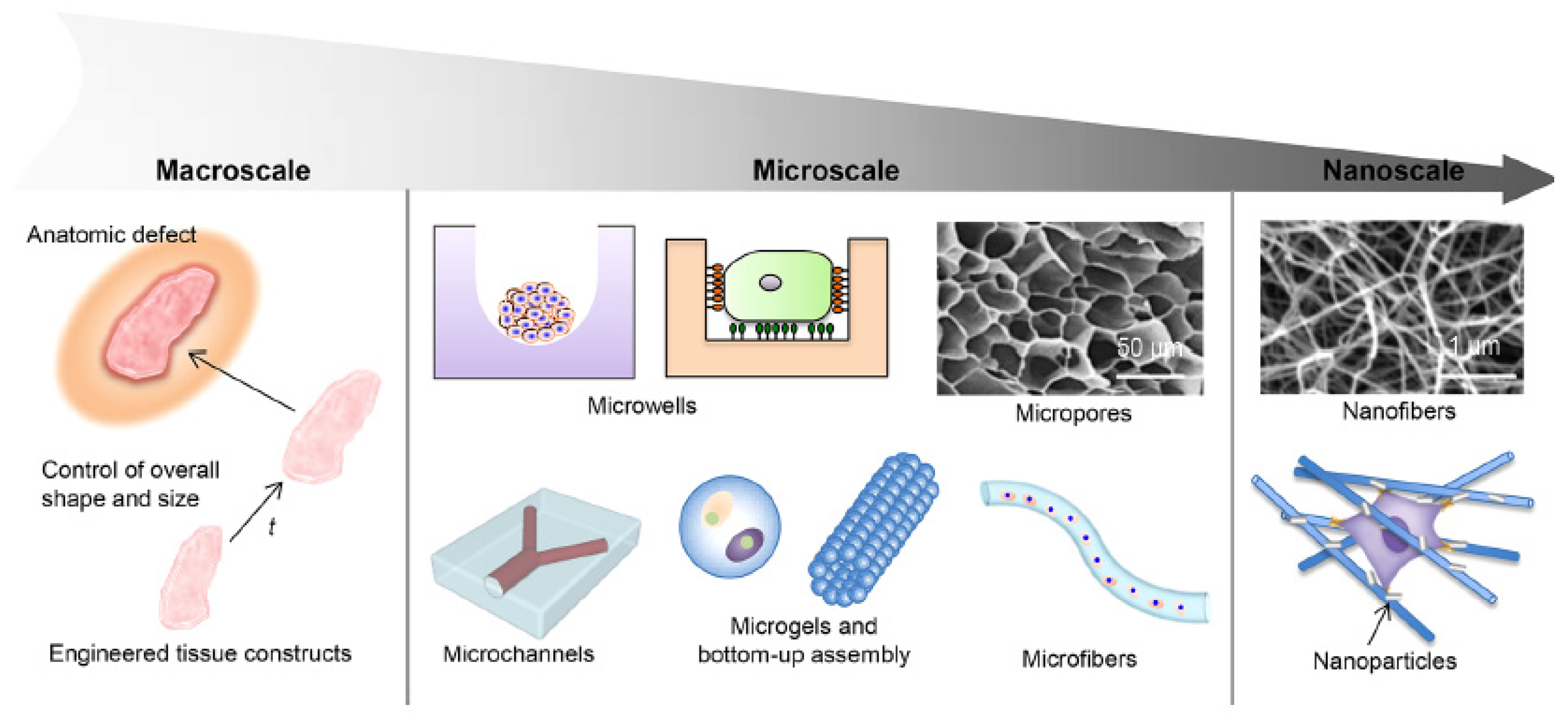 Micromachines 15 00720 g005