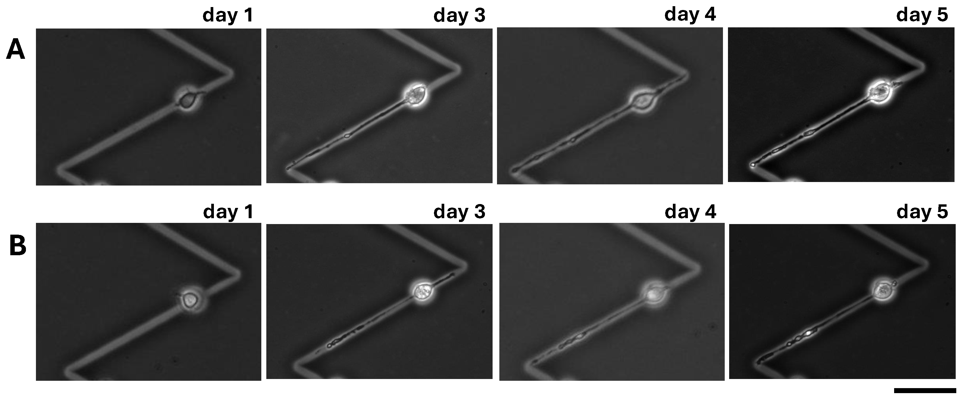 Micromachines 15 01374 g004