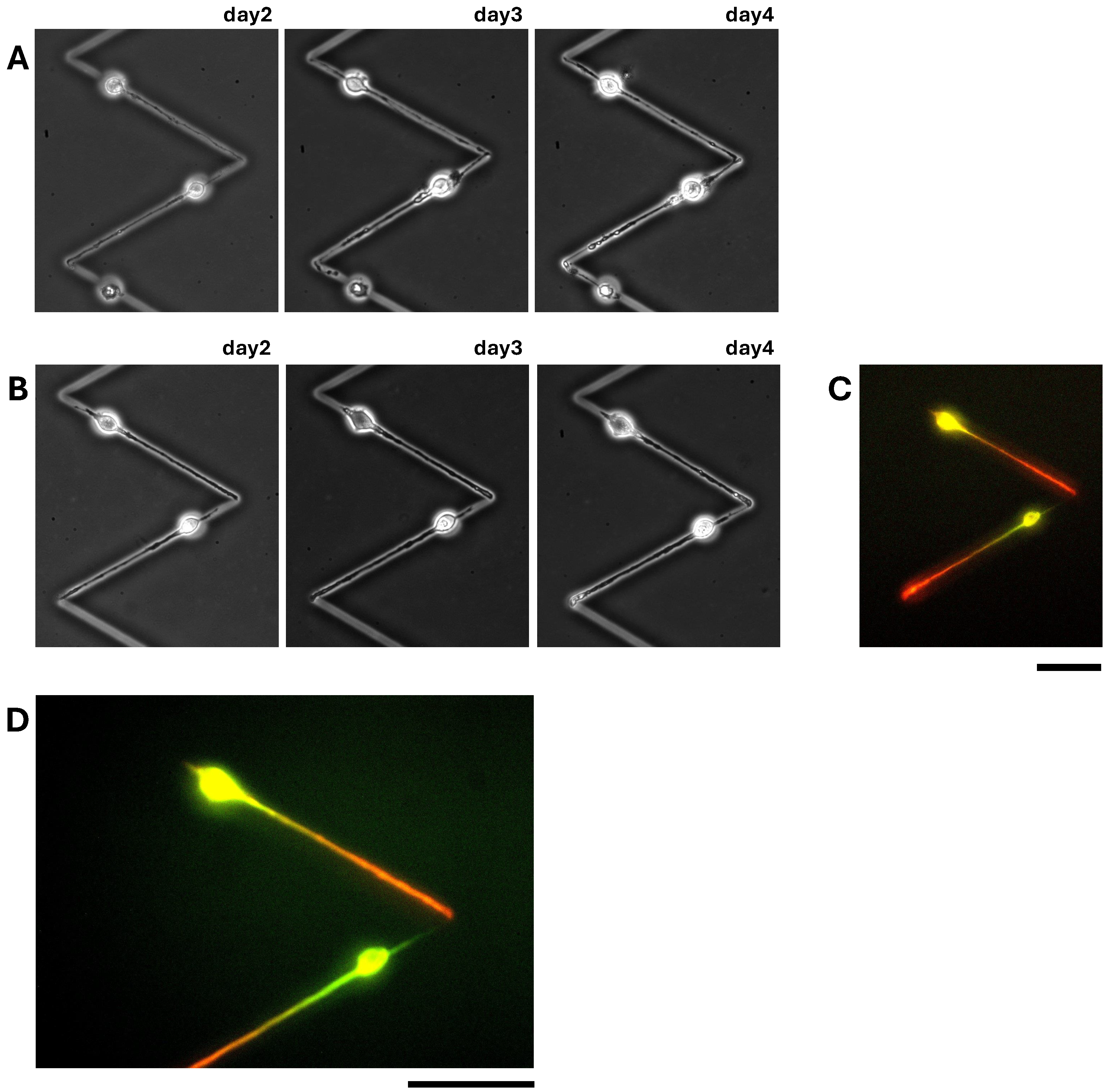 Micromachines 15 01374 g005