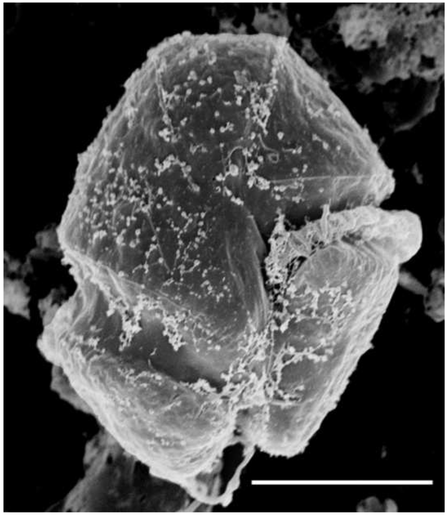 Microorganisms 02 00033 g003 1024