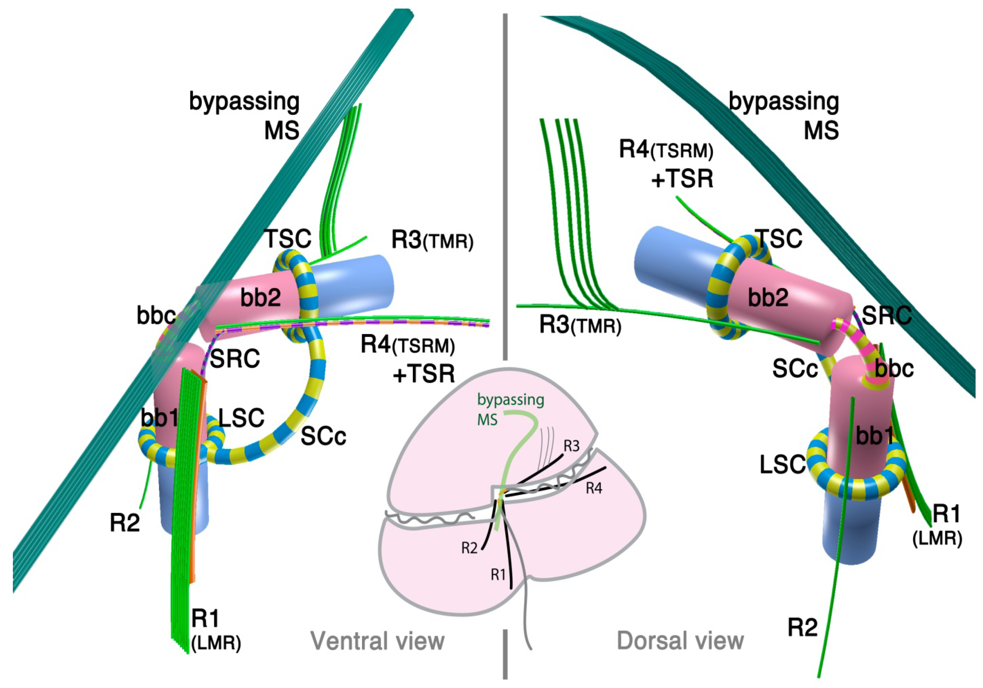 Microorganisms 02 00073 g001