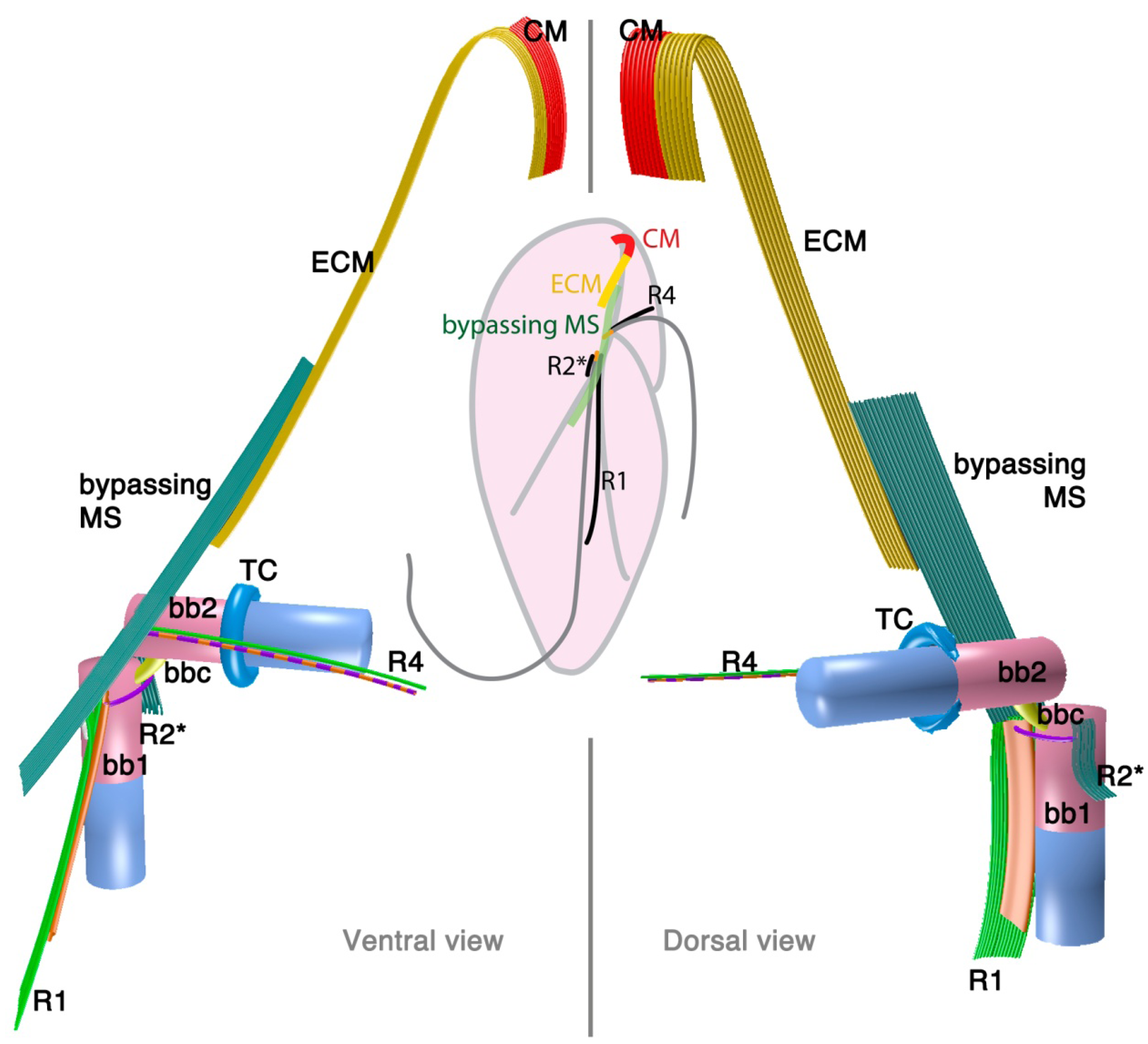 Microorganisms 02 00073 g003