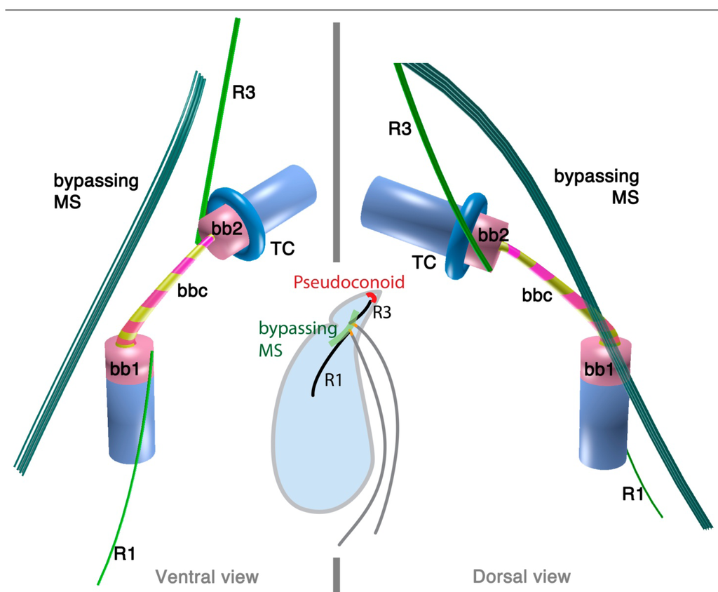 Microorganisms 02 00073 g005 1024
