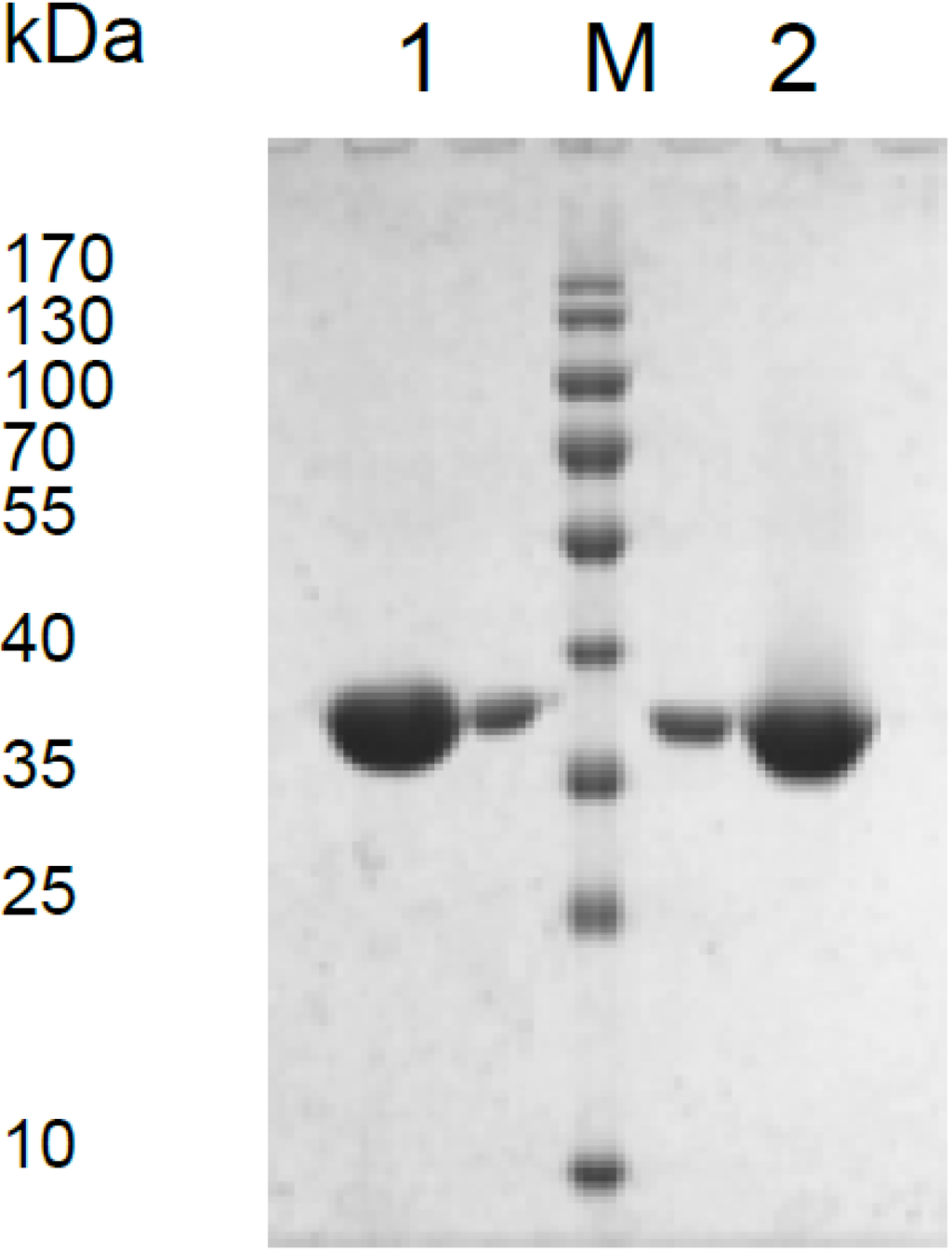 Microorganisms 03 00047 g001 1024