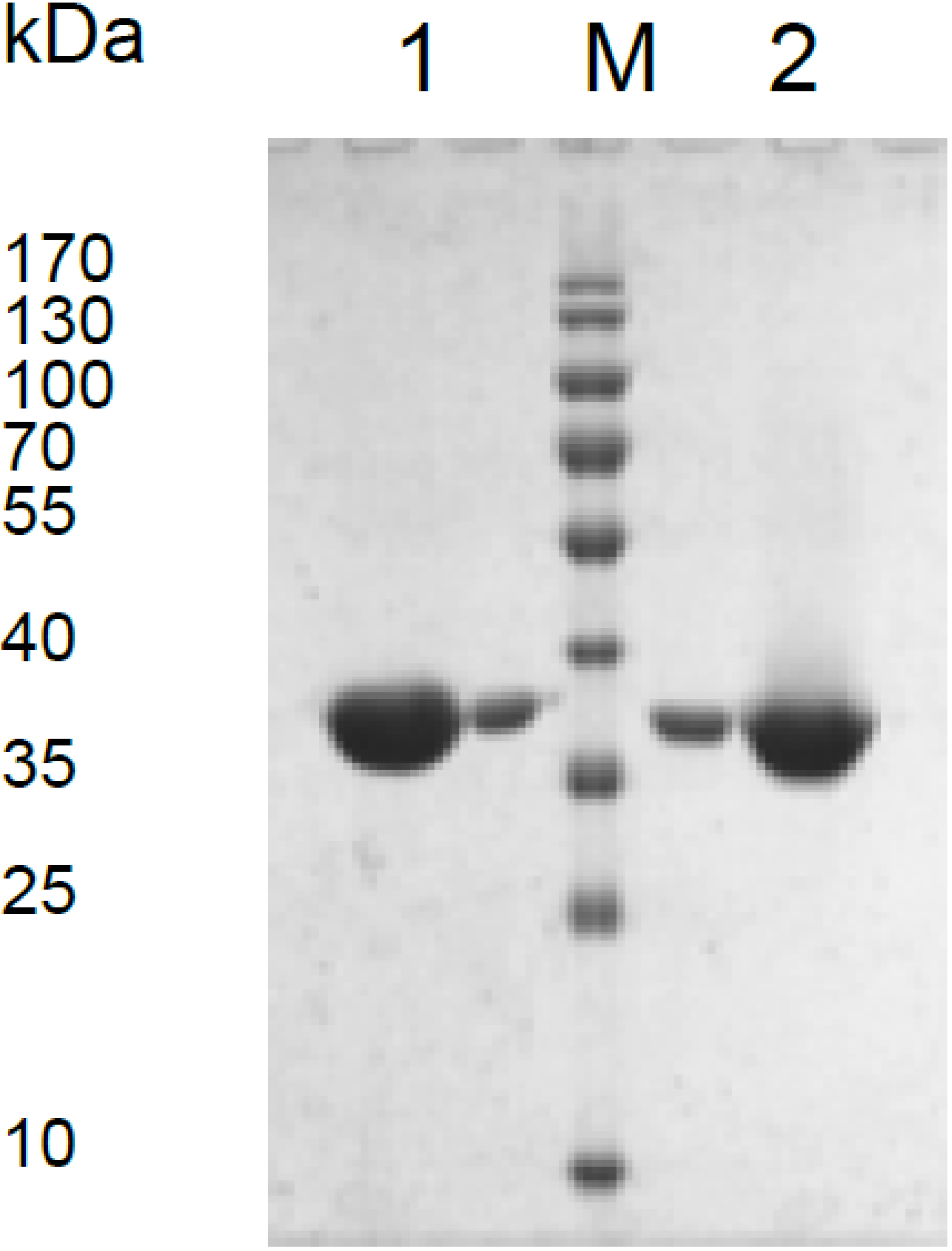 Microorganisms 03 00047 g001