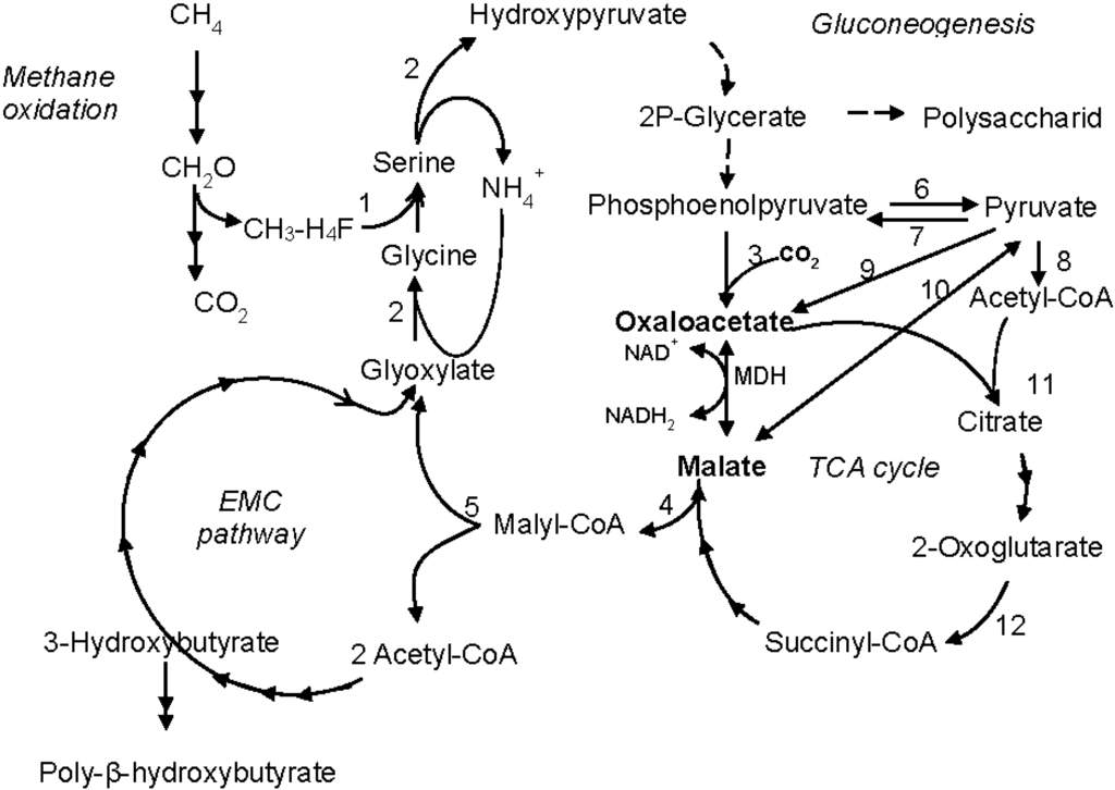 Microorganisms 03 00047 g004 1024