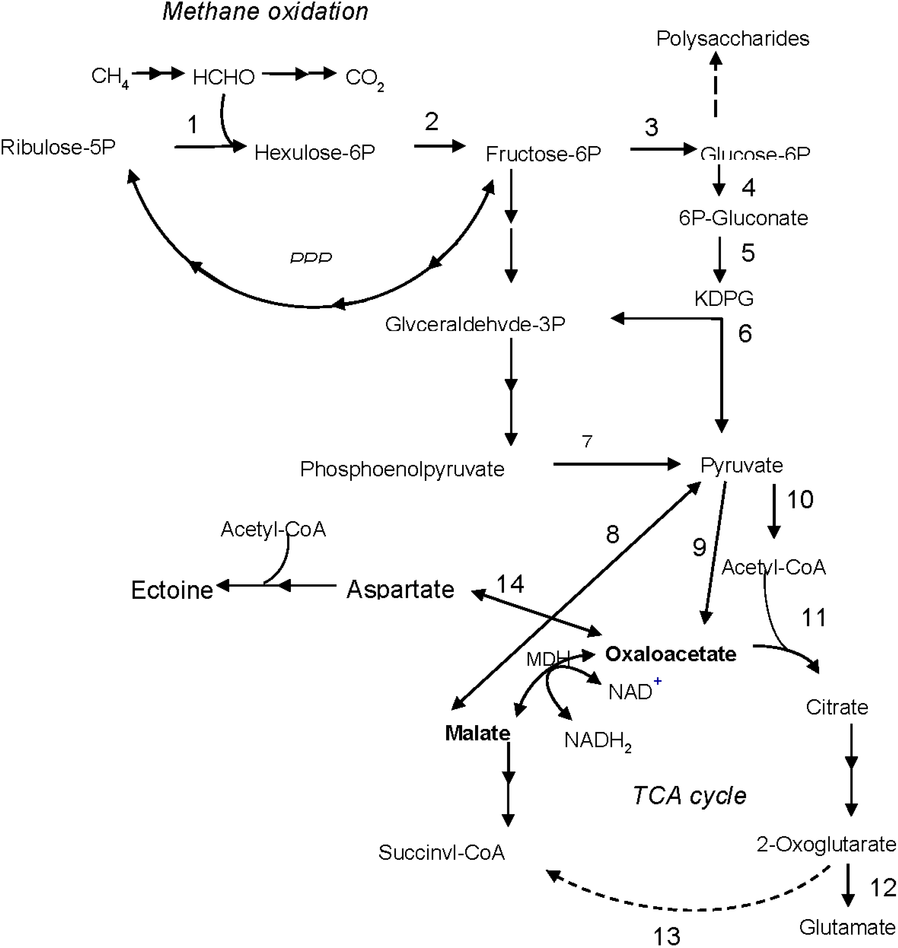 Microorganisms 03 00047 g005