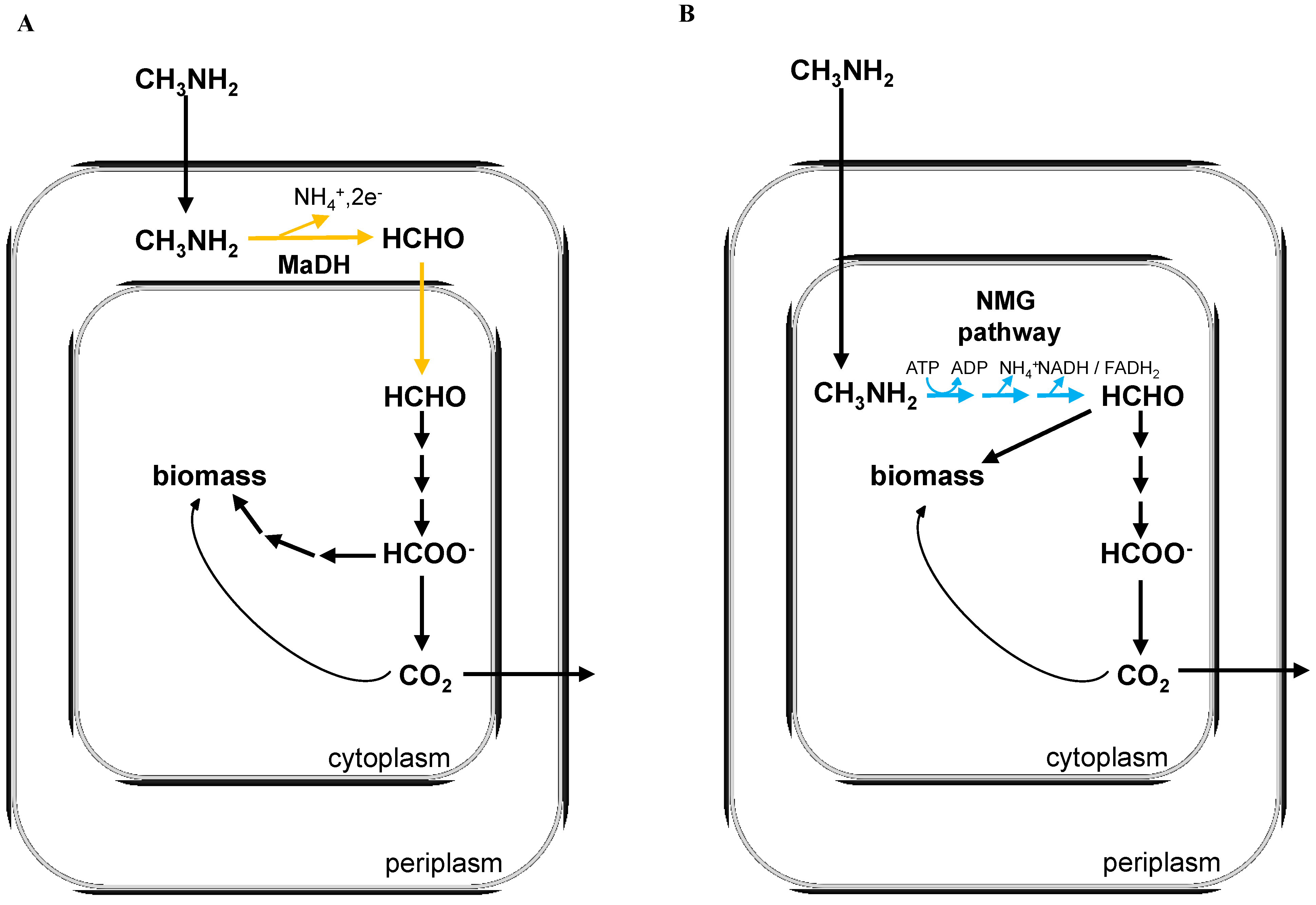 Microorganisms 03 00060 g001