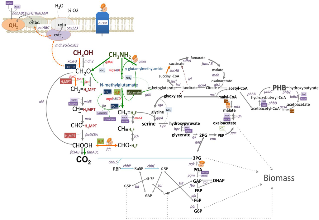 Microorganisms 03 00175 g001 1024