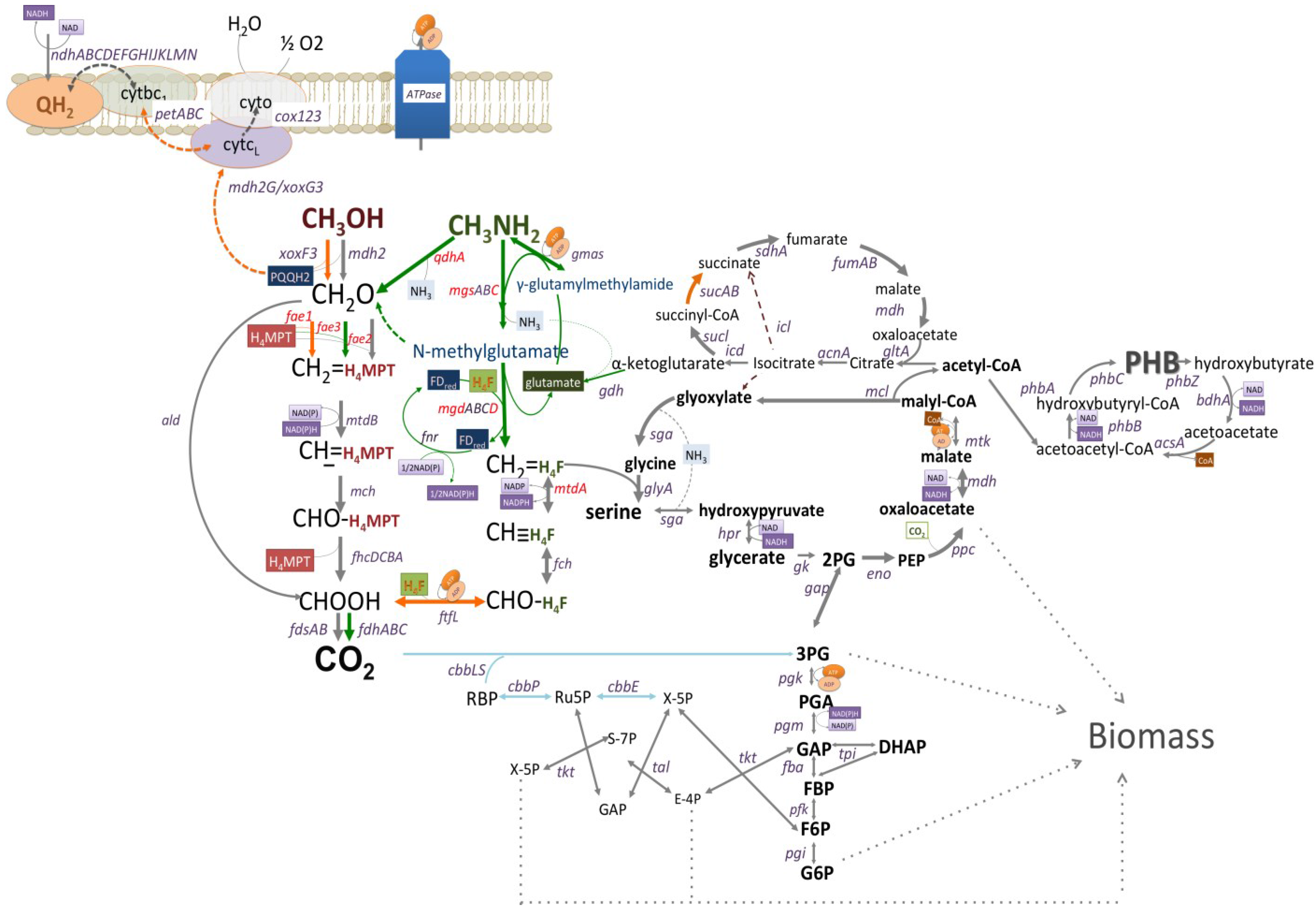 Microorganisms 03 00175 g001