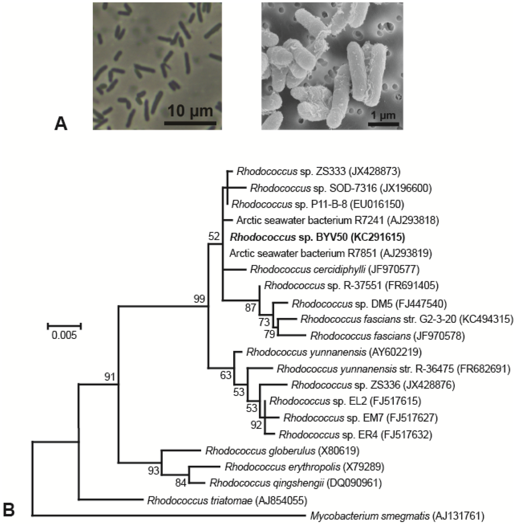 Microorganisms 03 00391 g002 1024