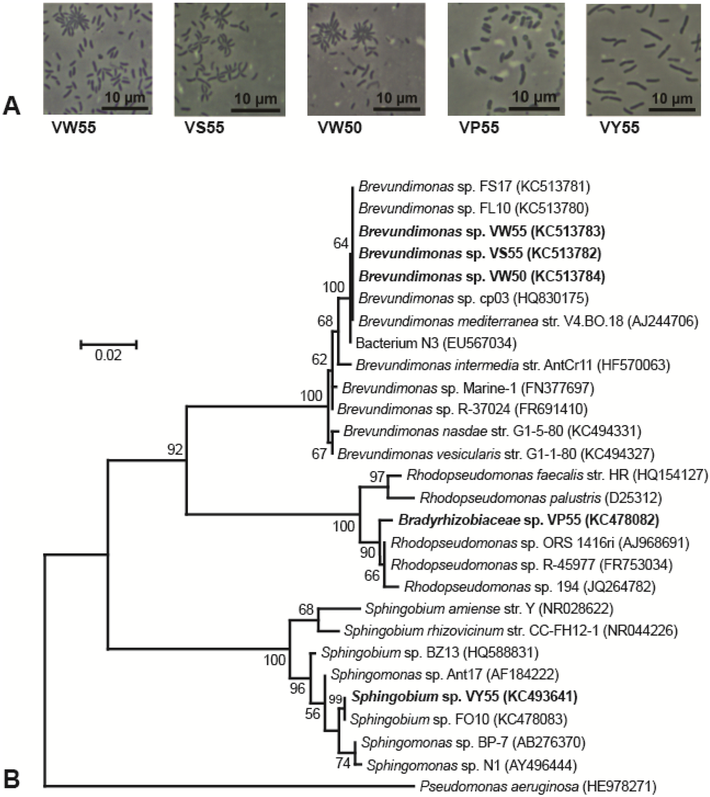Microorganisms 03 00391 g003 1024