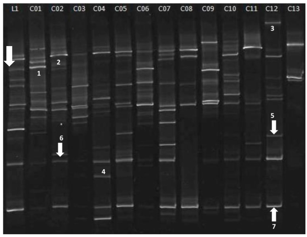 Microorganisms 03 00612 g004 1024