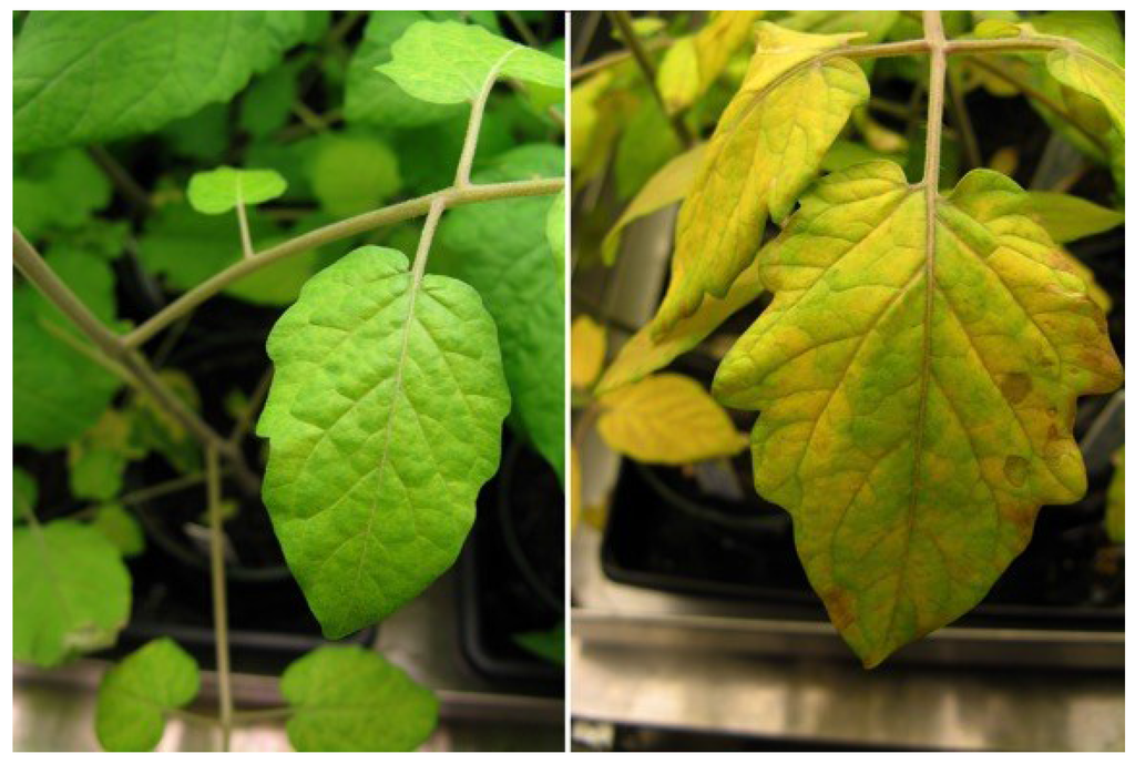 Microorganisms 03 00809 g001 1024