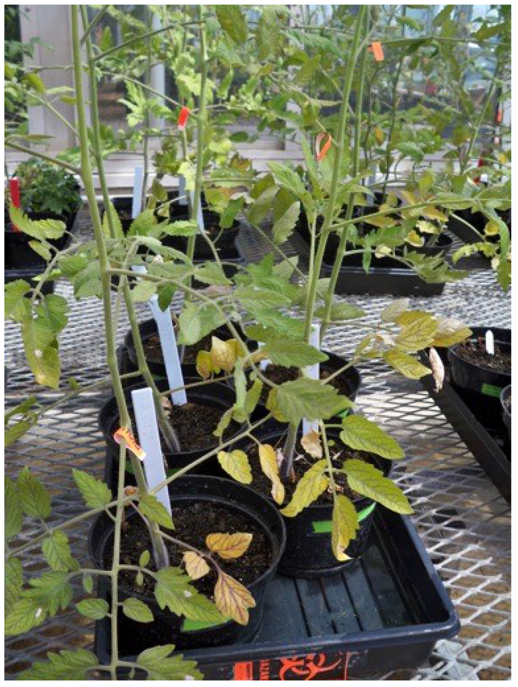 Microorganisms 03 00809 g002 1024