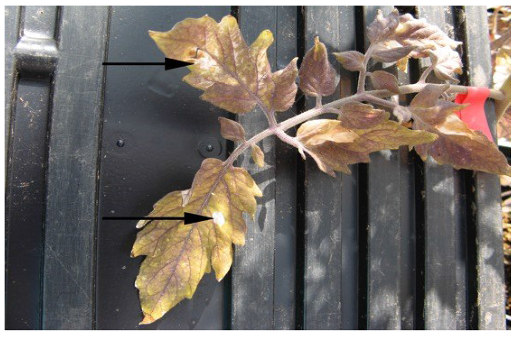 Microorganisms 03 00809 g003 1024