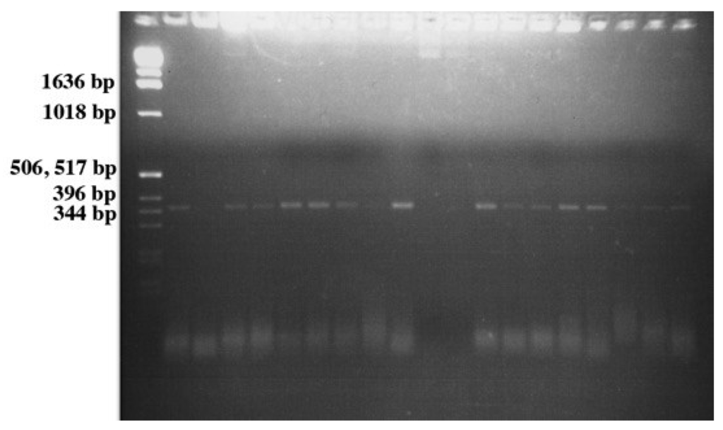 Microorganisms 03 00809 g005 1024