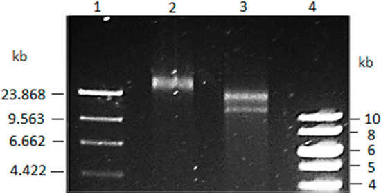 Microorganisms 04 00003 g001 550