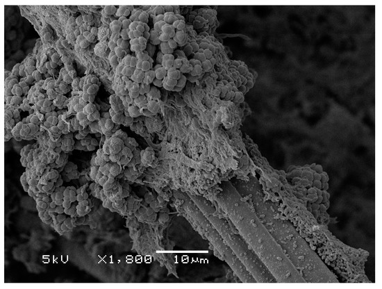 Microorganisms 04 00007 g002 550