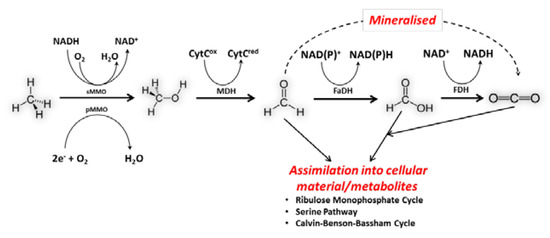 Microorganisms 04 00011 g002 550