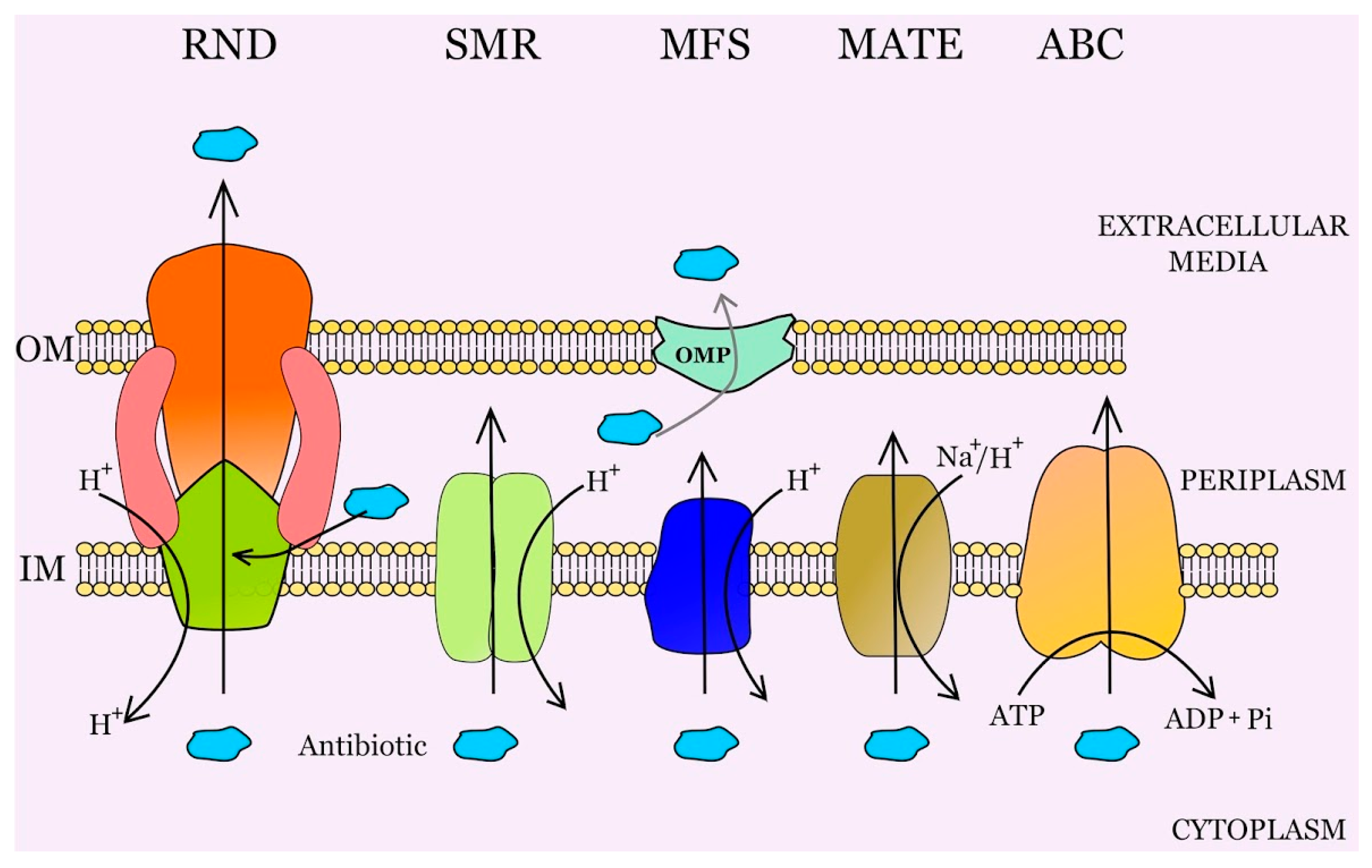 Microorganisms 04 00014 g001