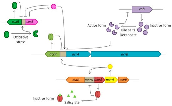 Microorganisms 04 00014 g003 550