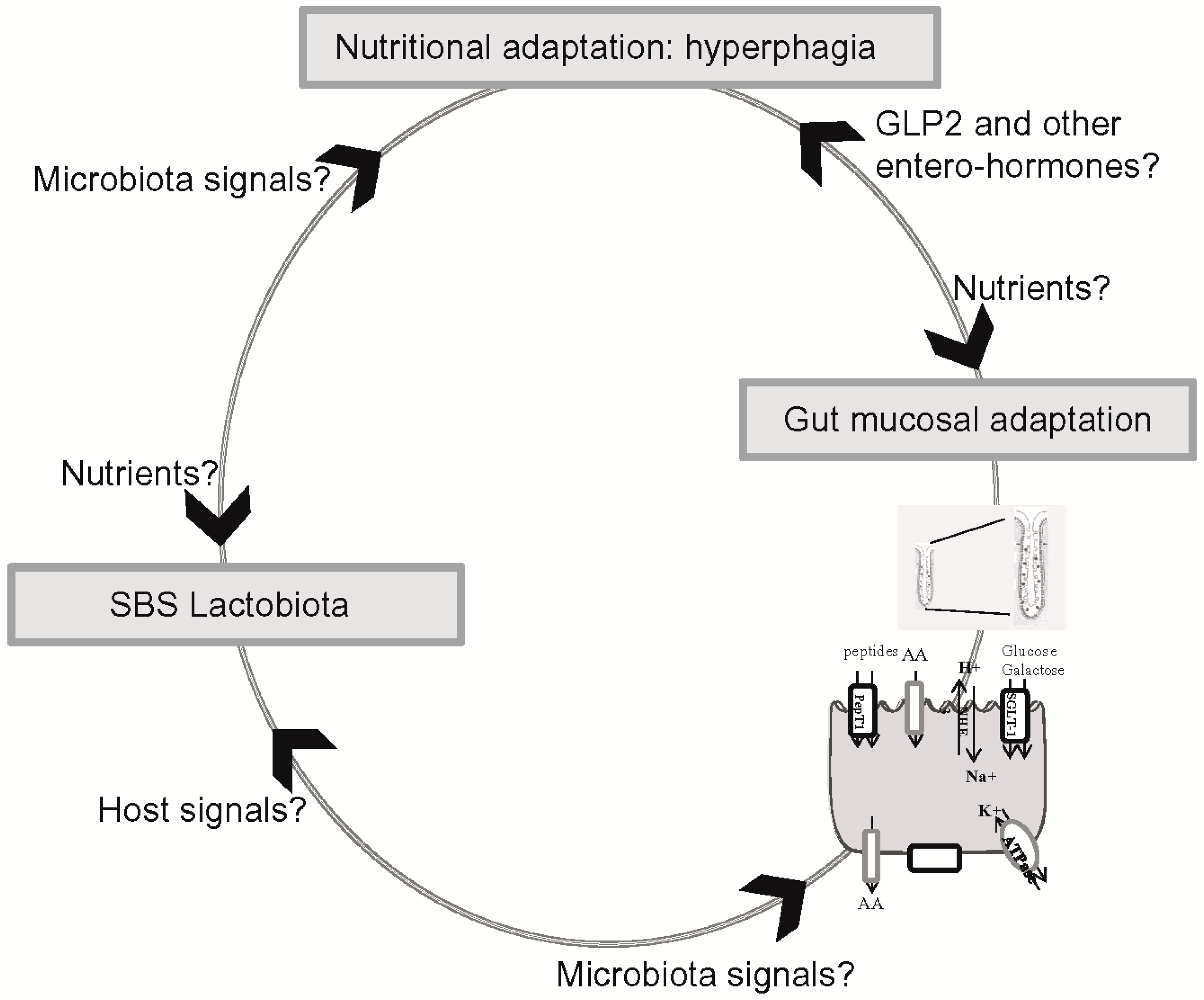 Microorganisms 04 00016 g002