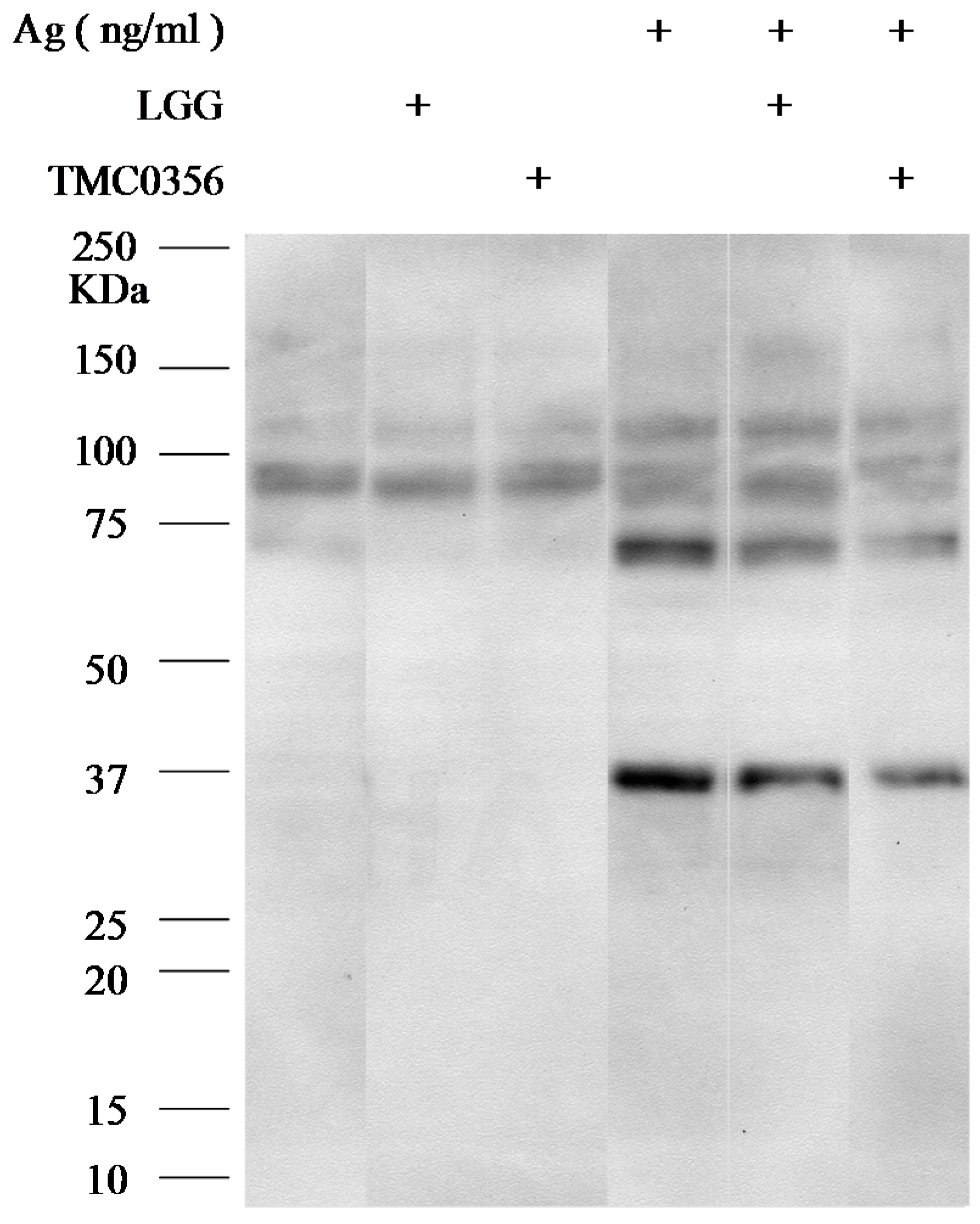 Microorganisms 04 00040 g003
