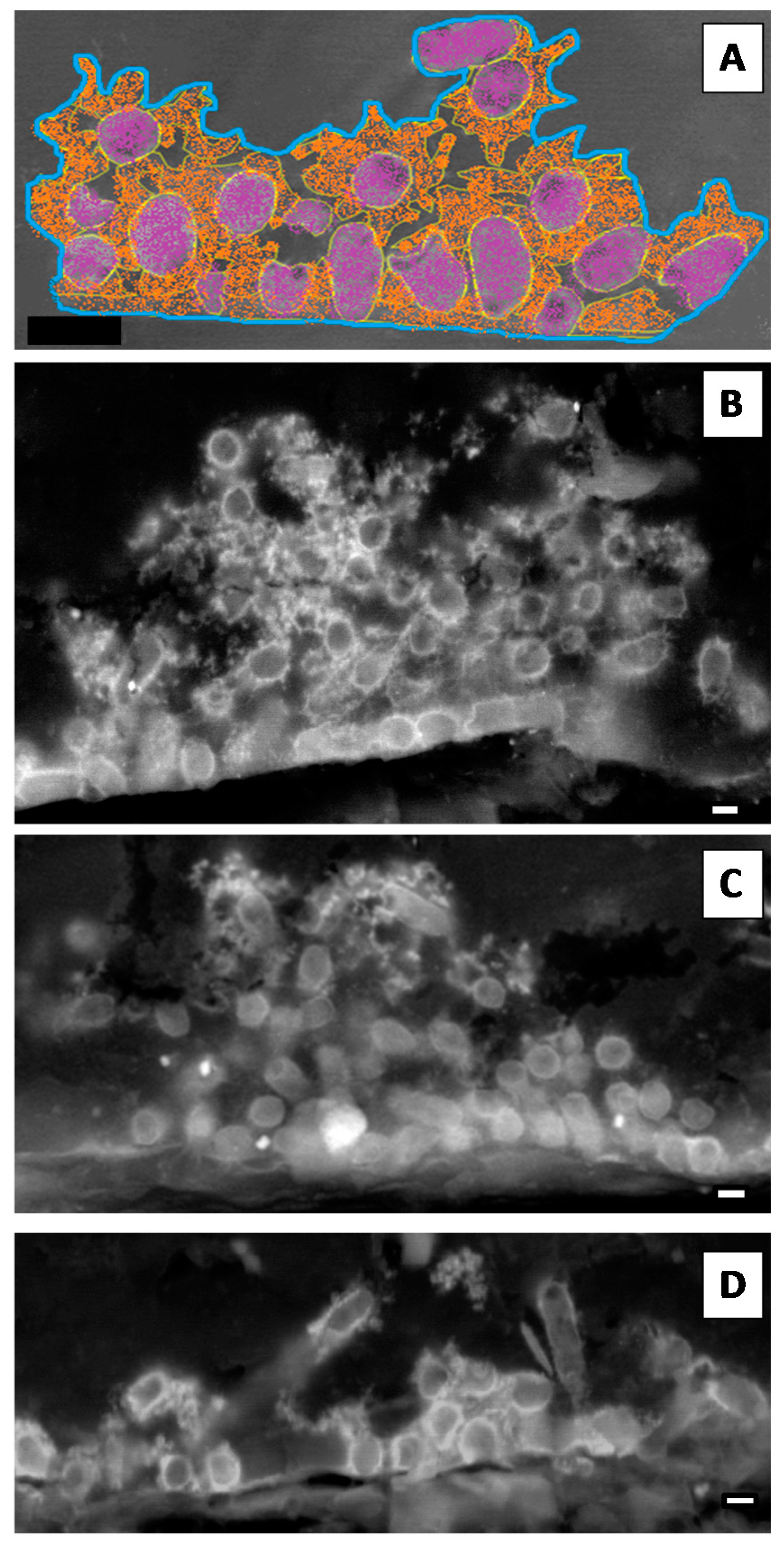 Microorganisms 05 00016 g002