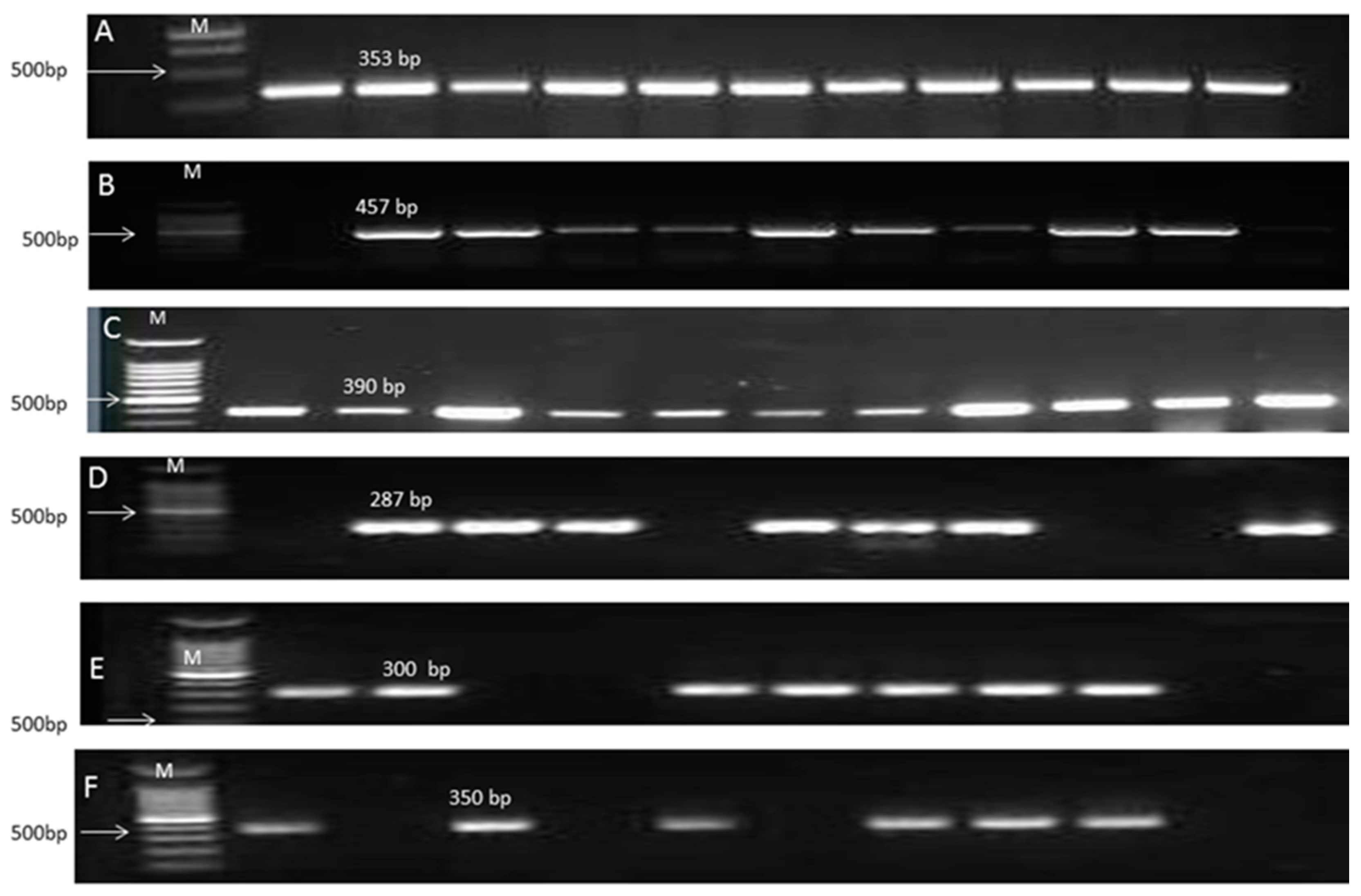 Microorganisms 05 00018 g001 Microorganisms 05 00018 g001