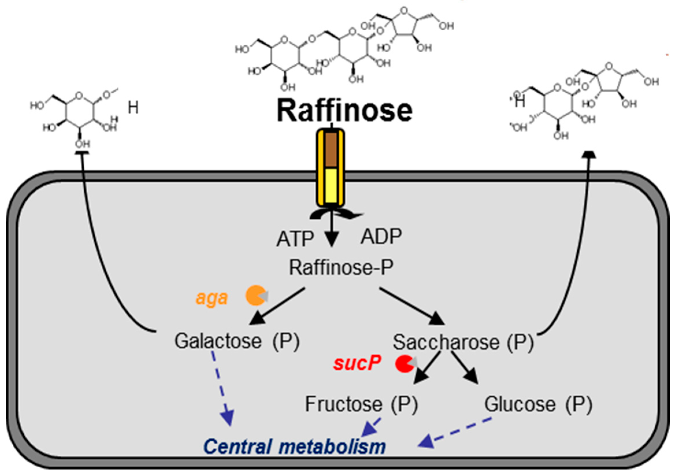 Microorganisms 05 00027 g002