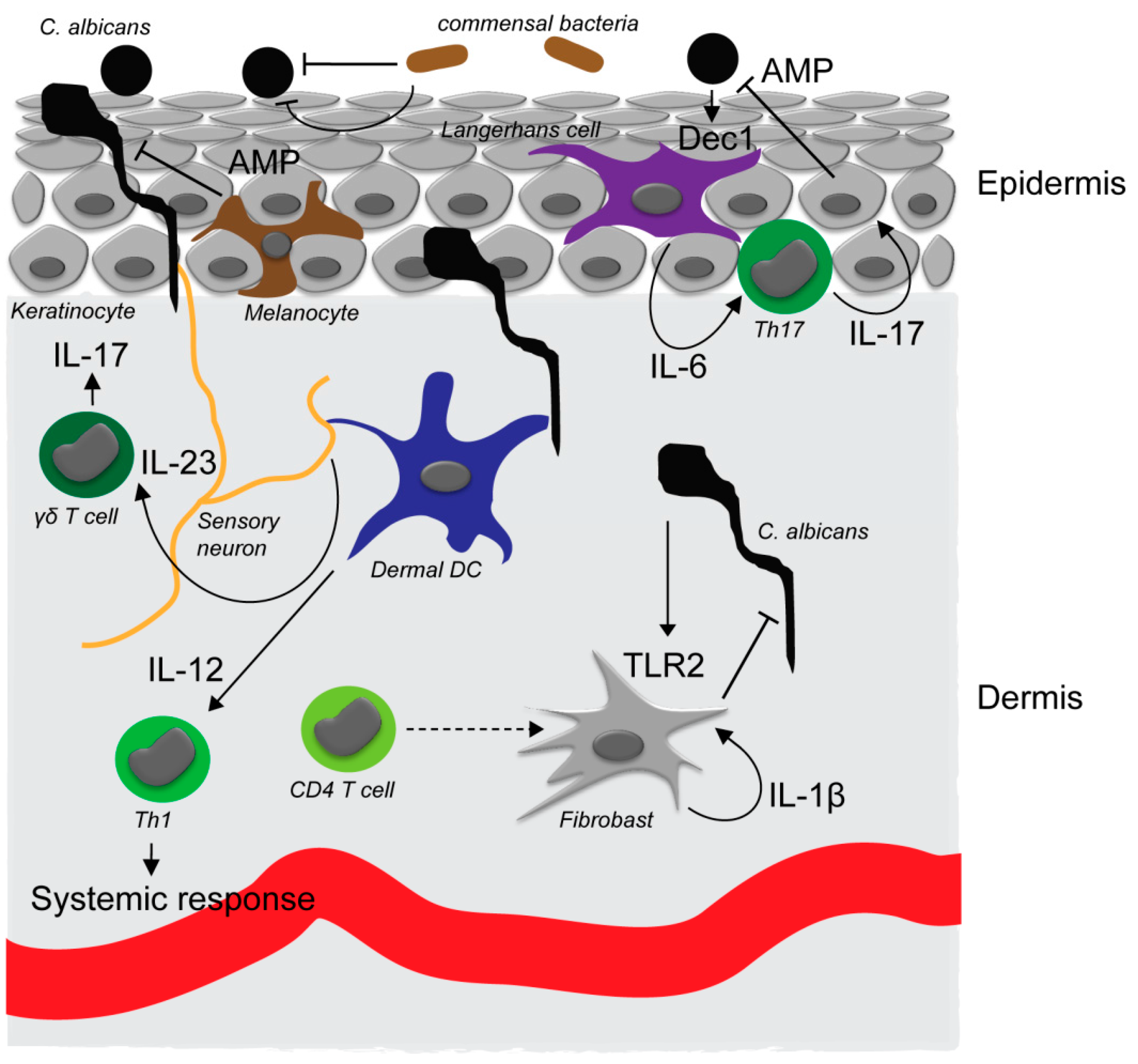 Microorganisms 05 00032 g001