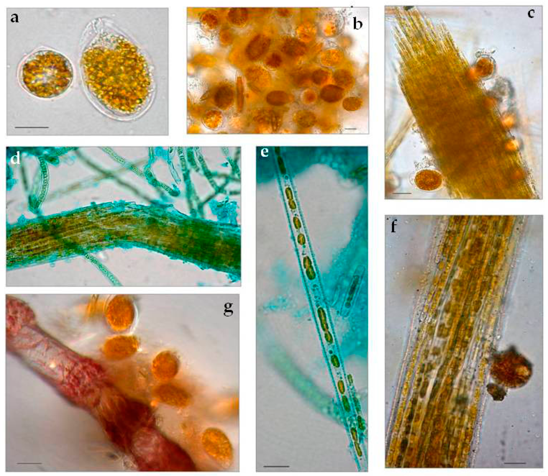Microorganisms 05 00046 g002