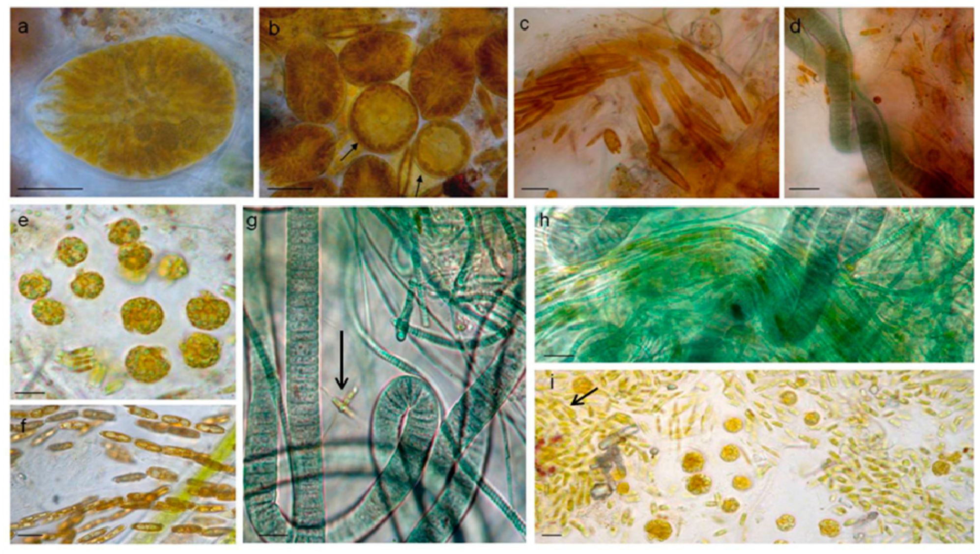 Microorganisms 05 00046 g005